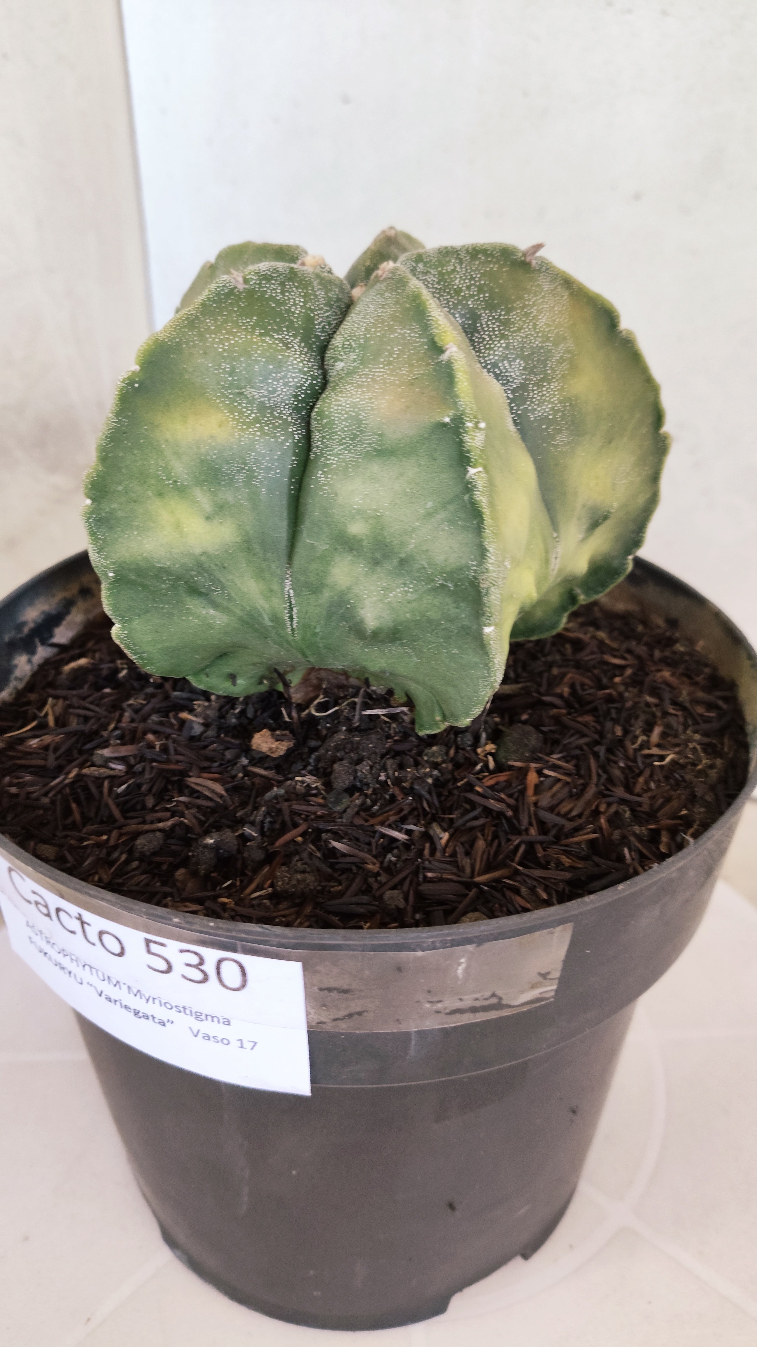 ASTROPHYTUM Myriostigma FUKURYU "Variegata" Nº 530 – vaso 15