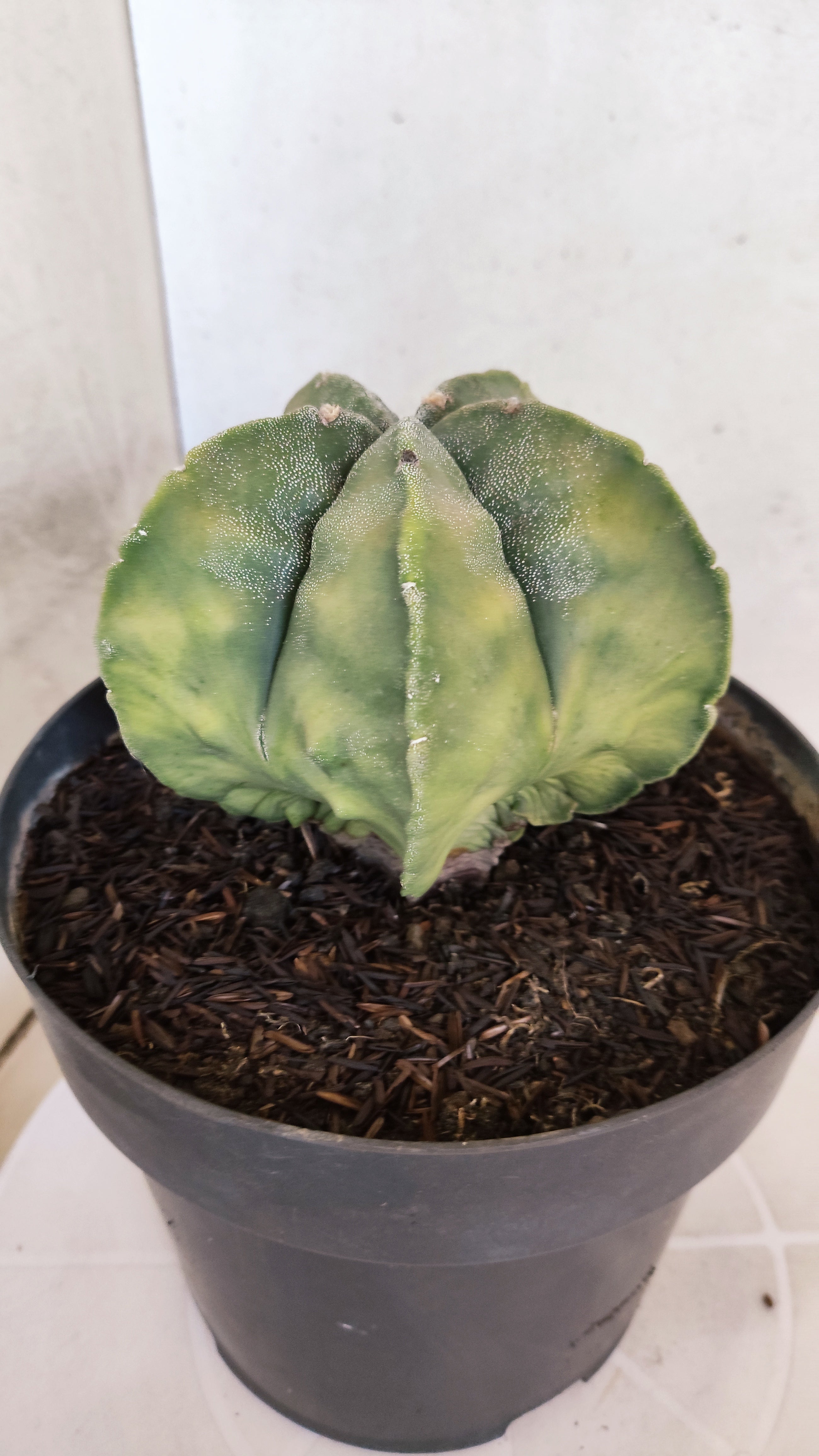 ASTROPHYTUM Myriostigma FUKURYU "Variegata" Nº 530 – vaso 15