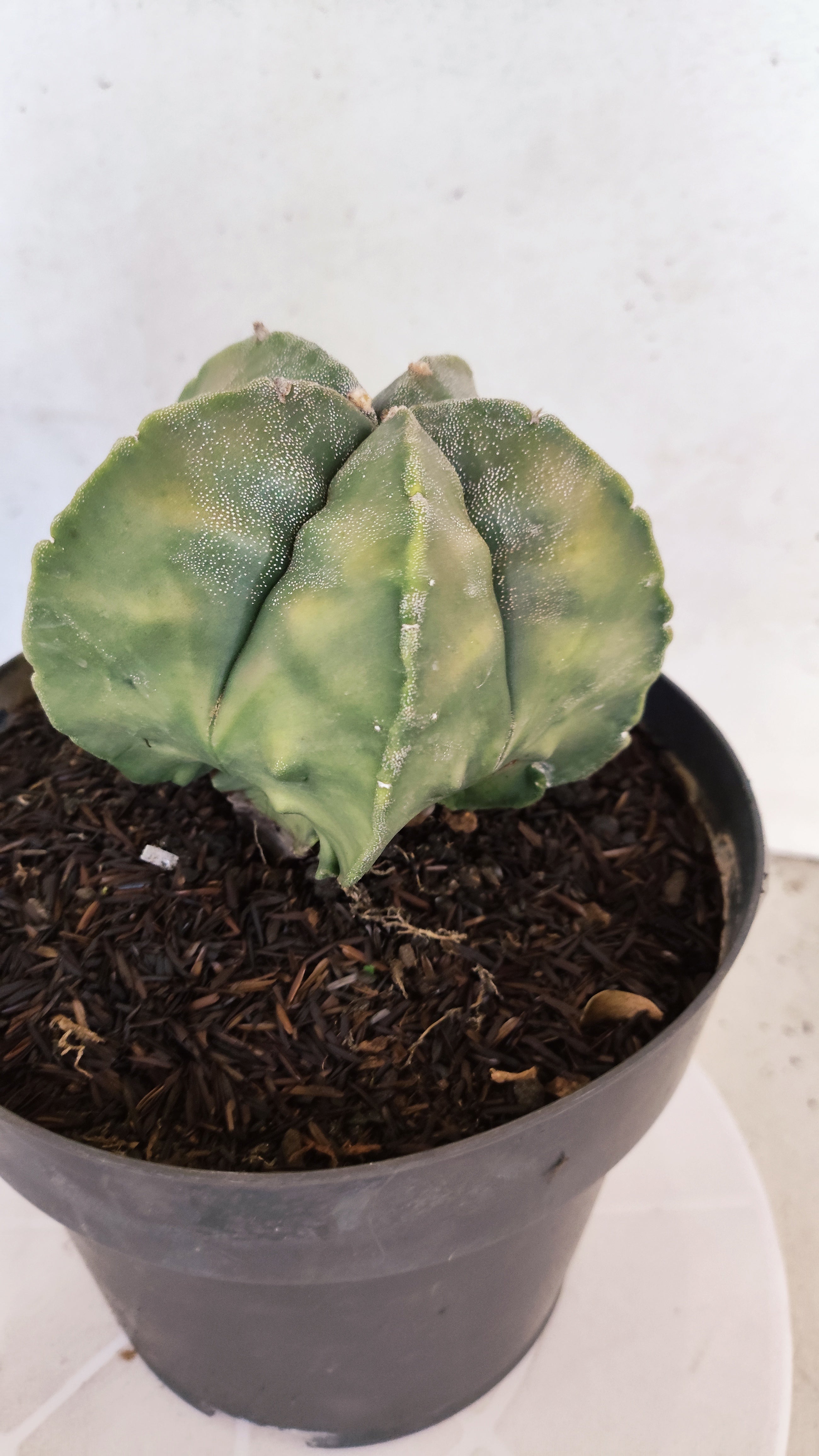 ASTROPHYTUM Myriostigma FUKURYU "Variegata" Nº 530 – vaso 15
