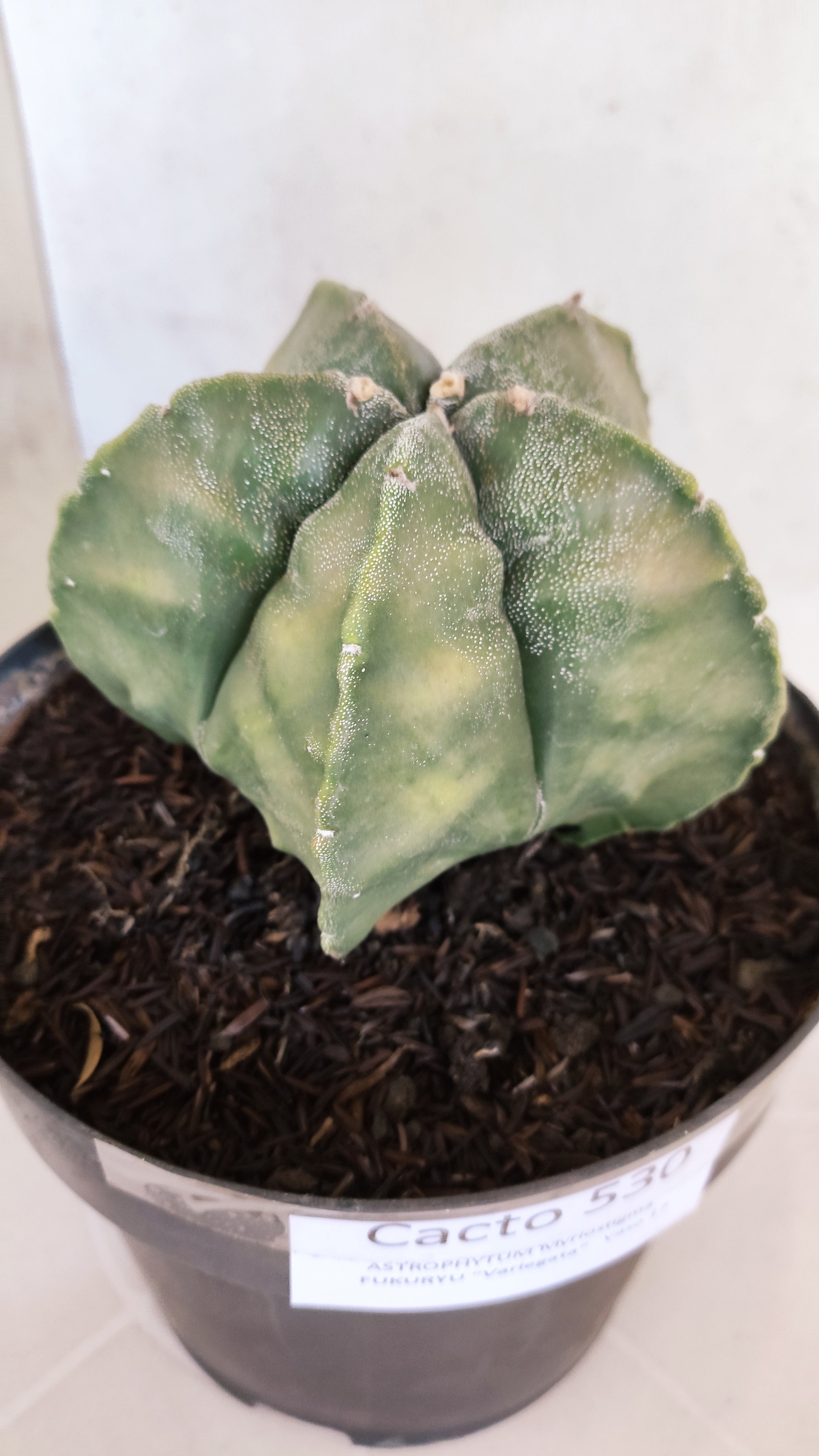 ASTROPHYTUM Myriostigma FUKURYU "Variegata" Nº 530 – vaso 15
