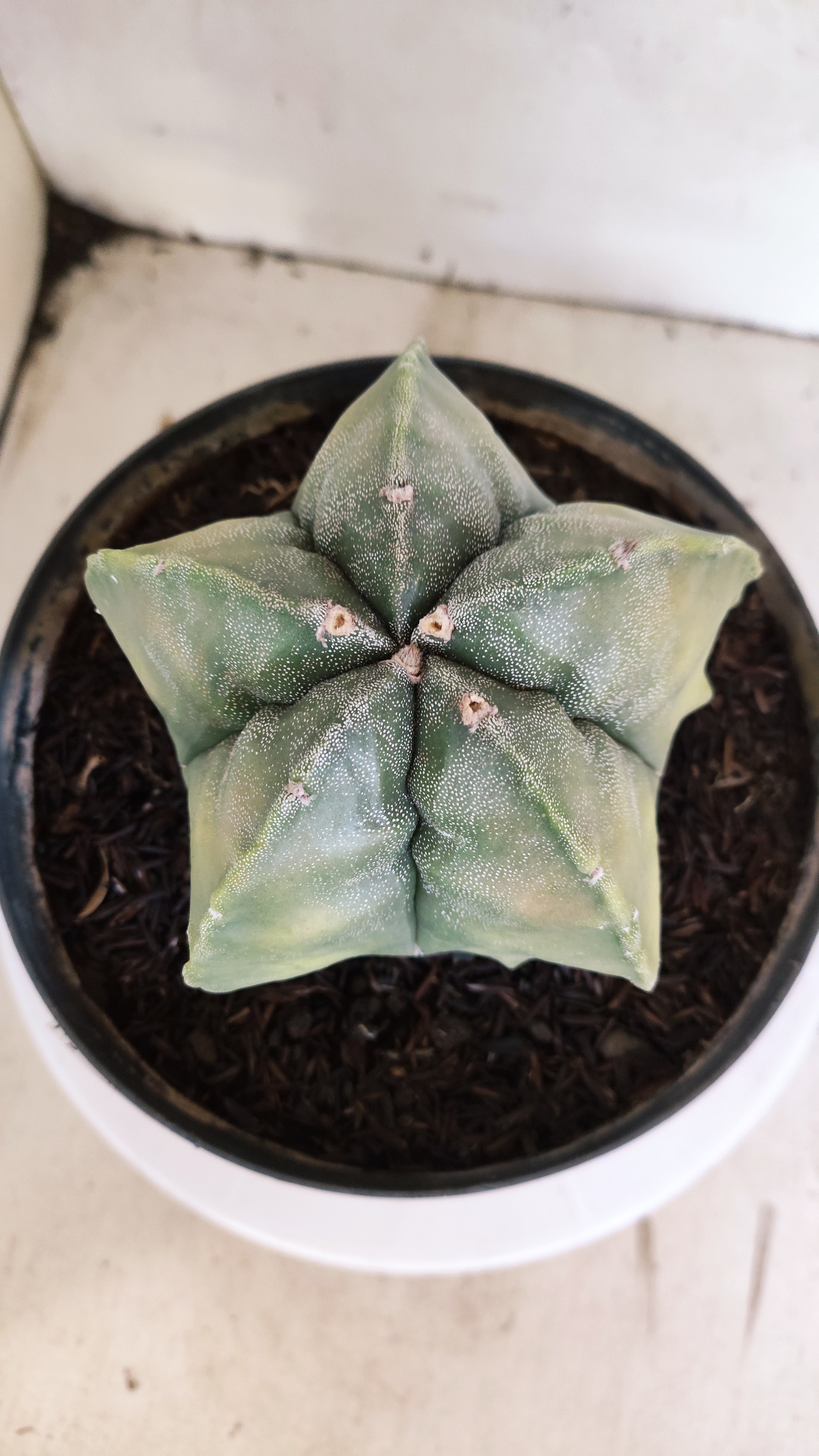 ASTROPHYTUM Myriostigma FUKURYU "Variegata" Nº 530 – vaso 15