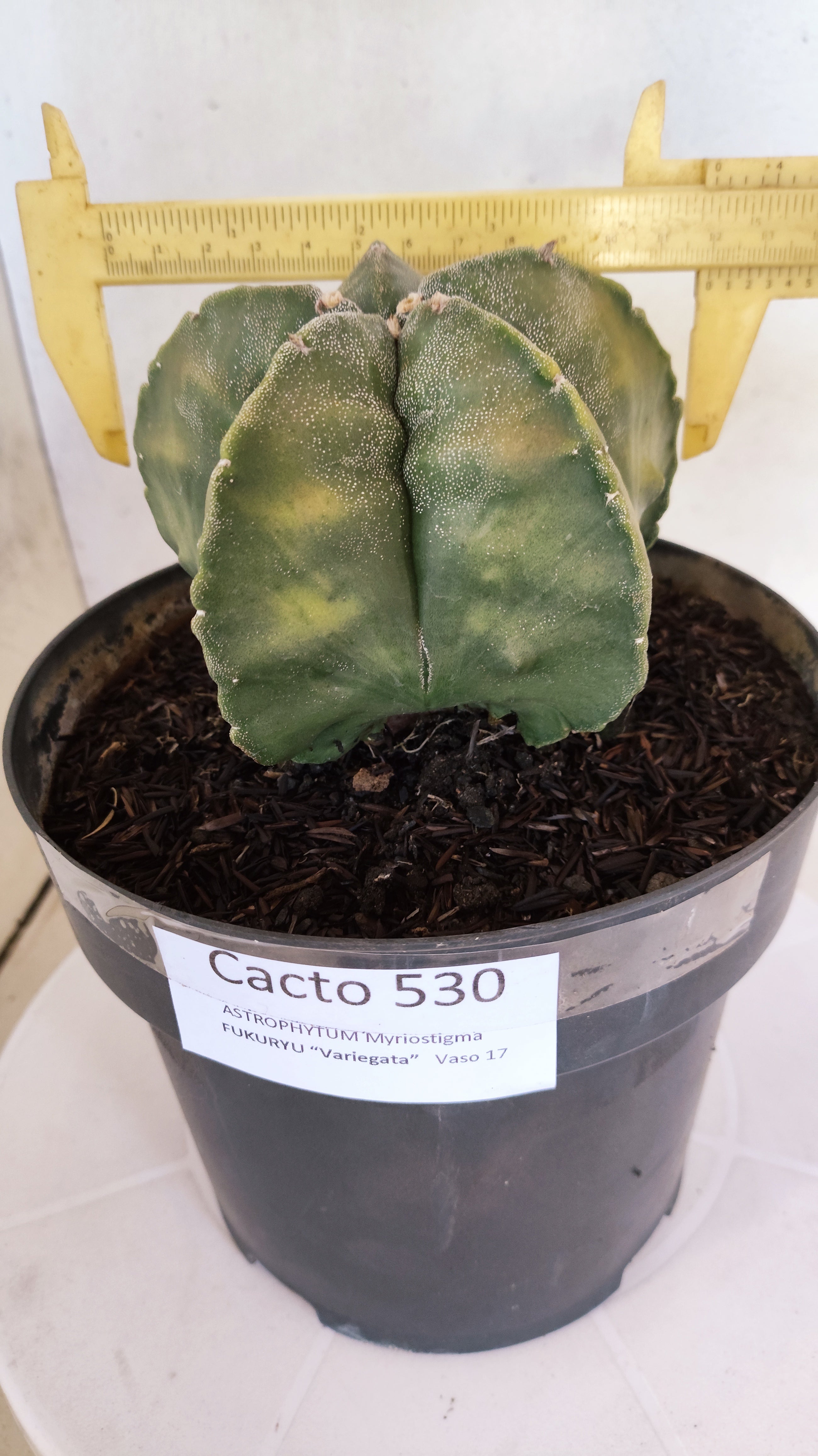 ASTROPHYTUM Myriostigma FUKURYU "Variegata" Nº 530 – vaso 15