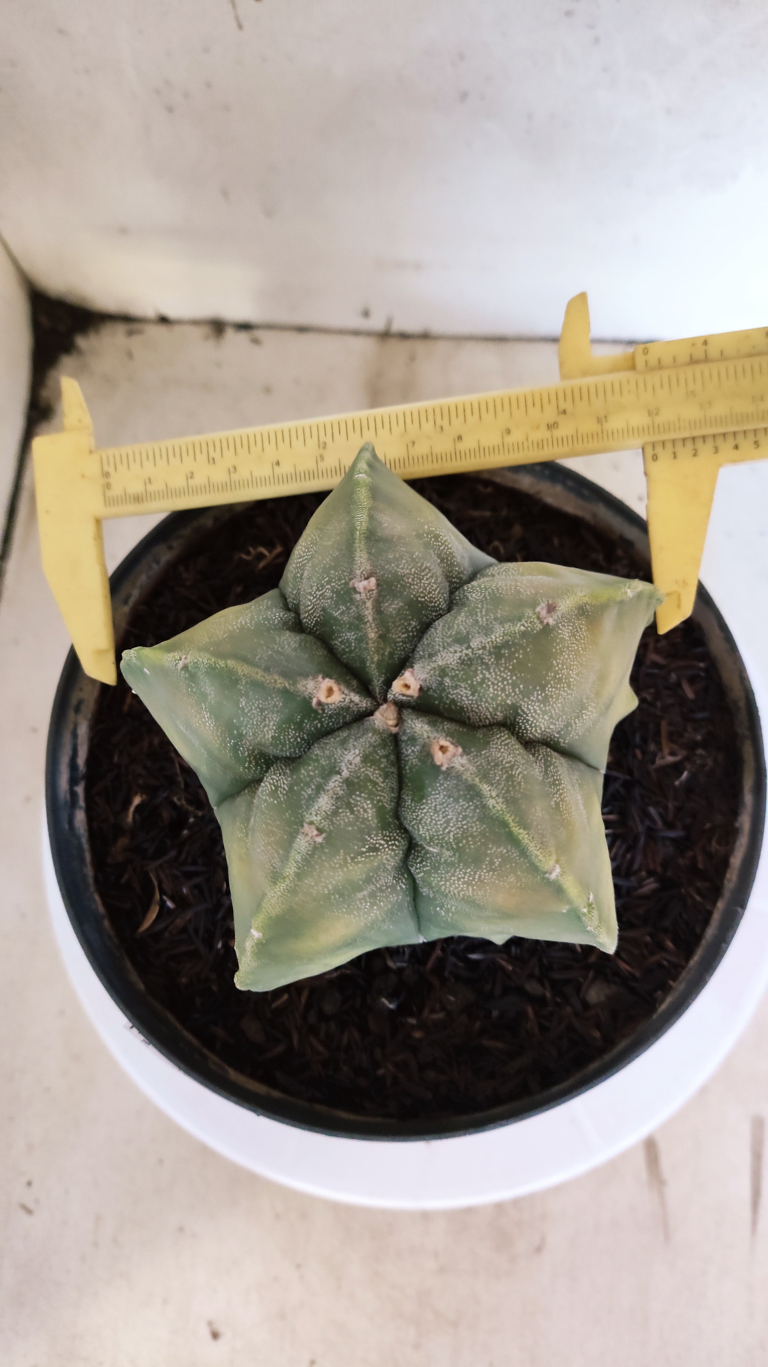 ASTROPHYTUM Myriostigma FUKURYU "Variegata" Nº 530 – vaso 15
