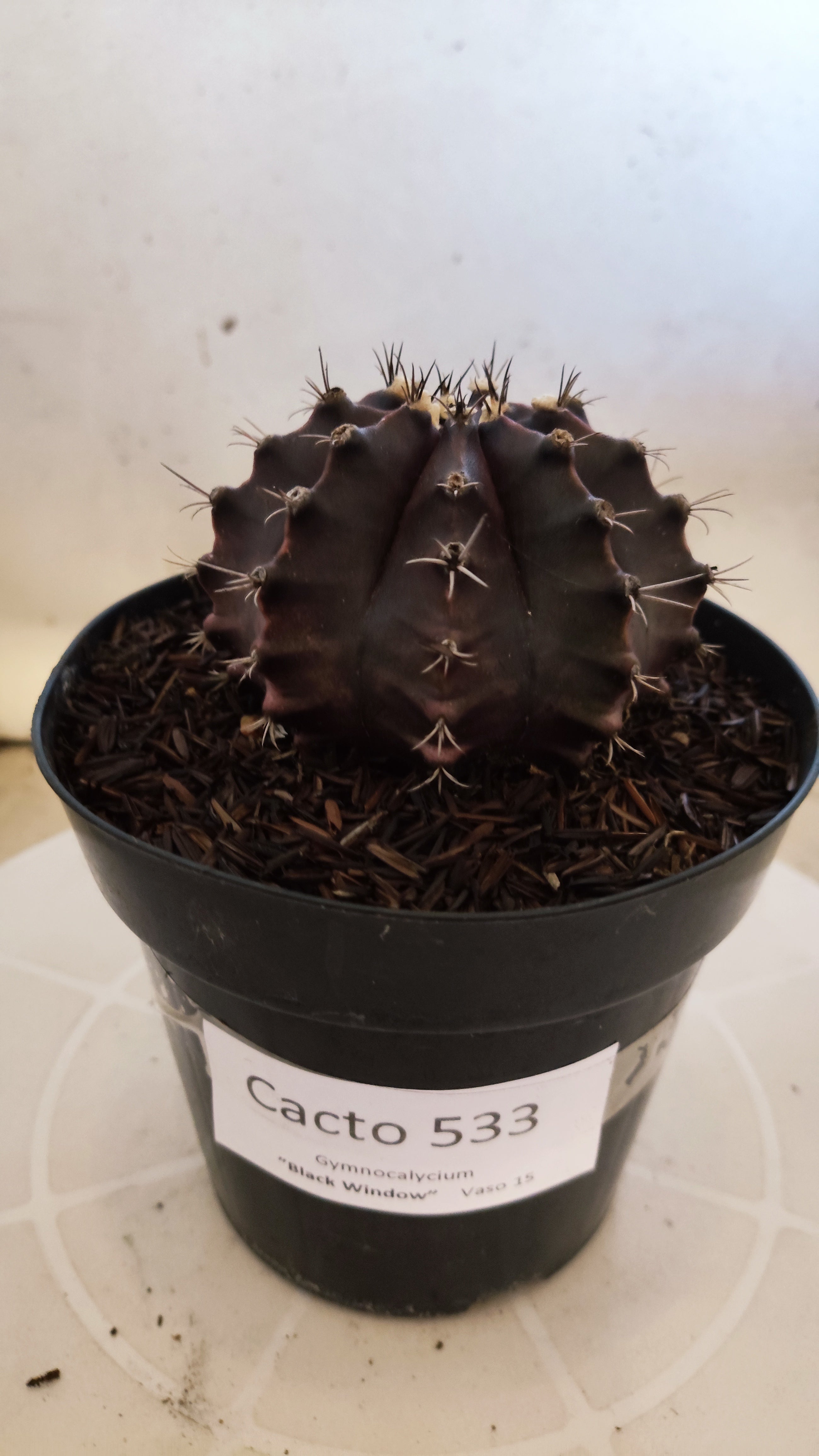 GYMNOCALYCIUM  "Black Window" - Nº 533 – vaso 15