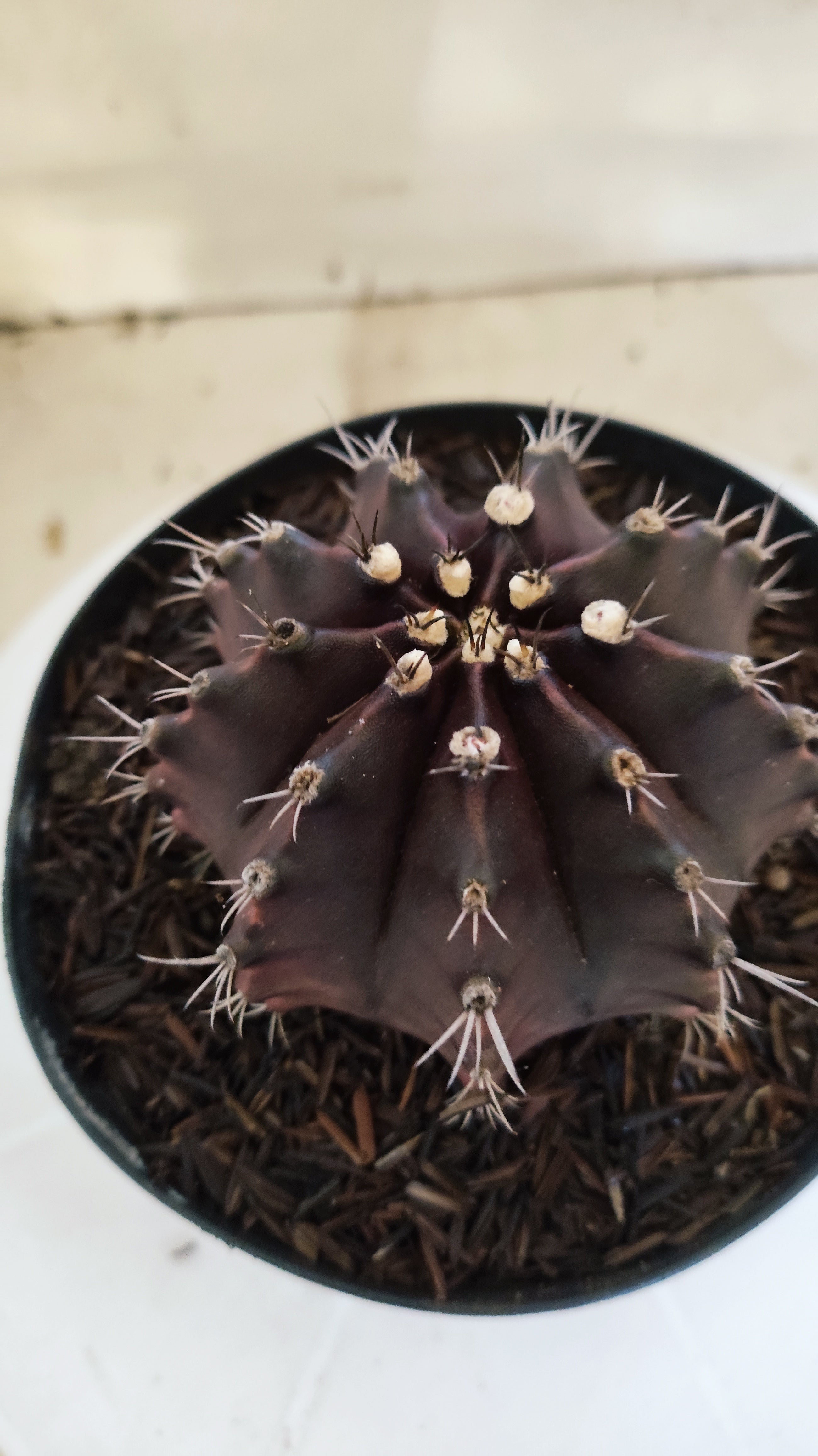GYMNOCALYCIUM  "Black Window" - Nº 533 – vaso 15