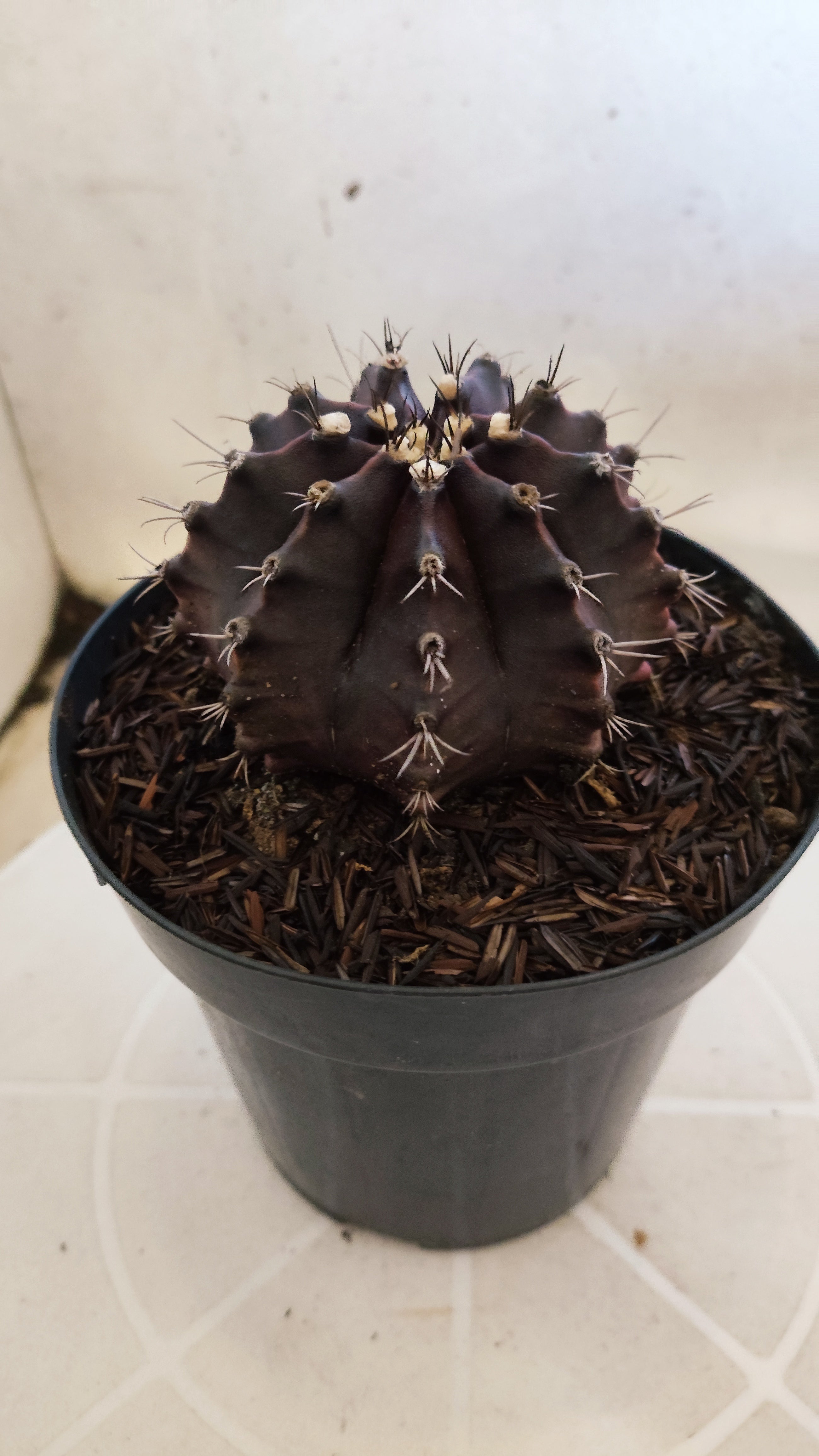 GYMNOCALYCIUM  "Black Window" - Nº 533 – vaso 15