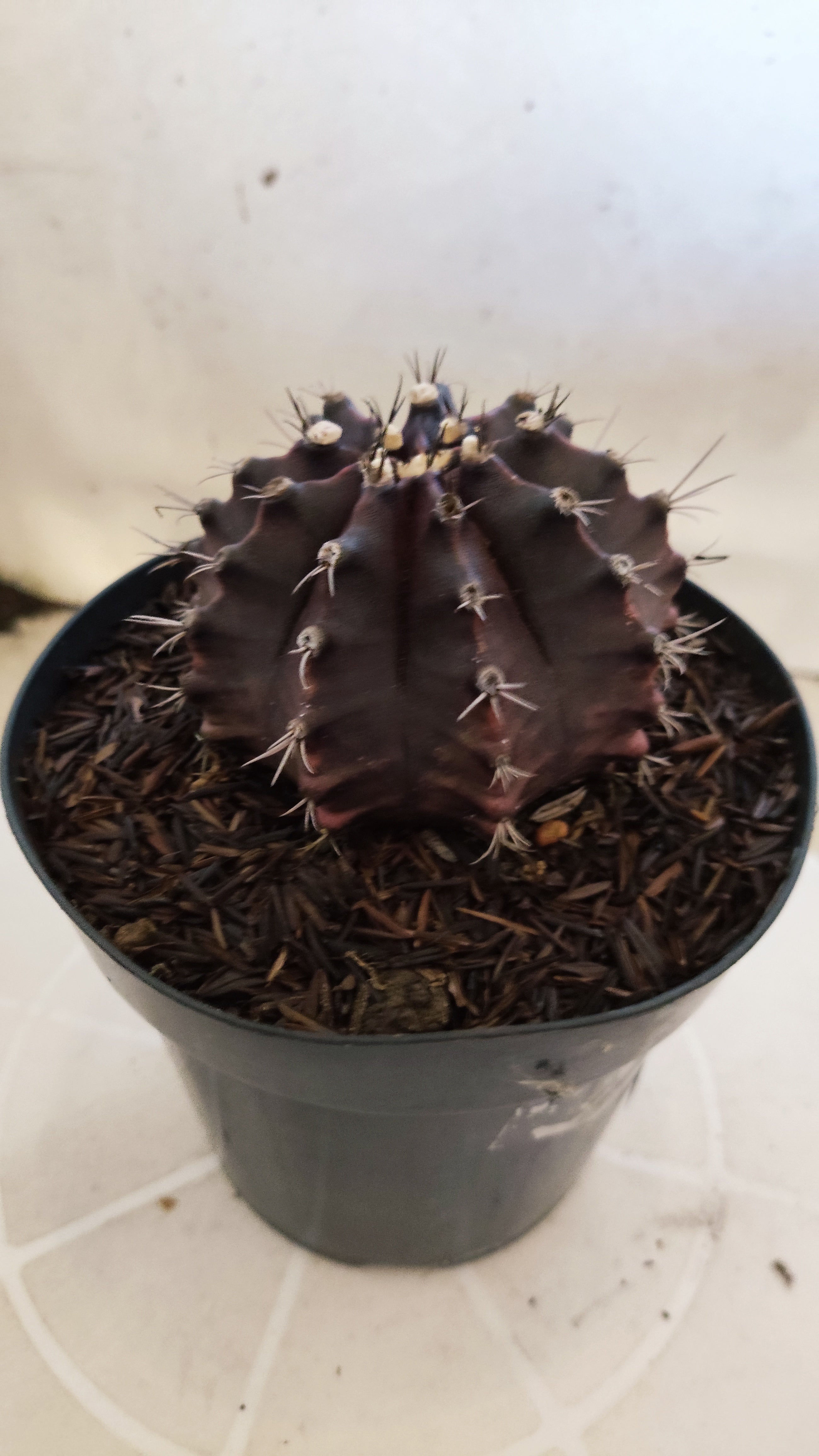 GYMNOCALYCIUM  "Black Window" - Nº 533 – vaso 15