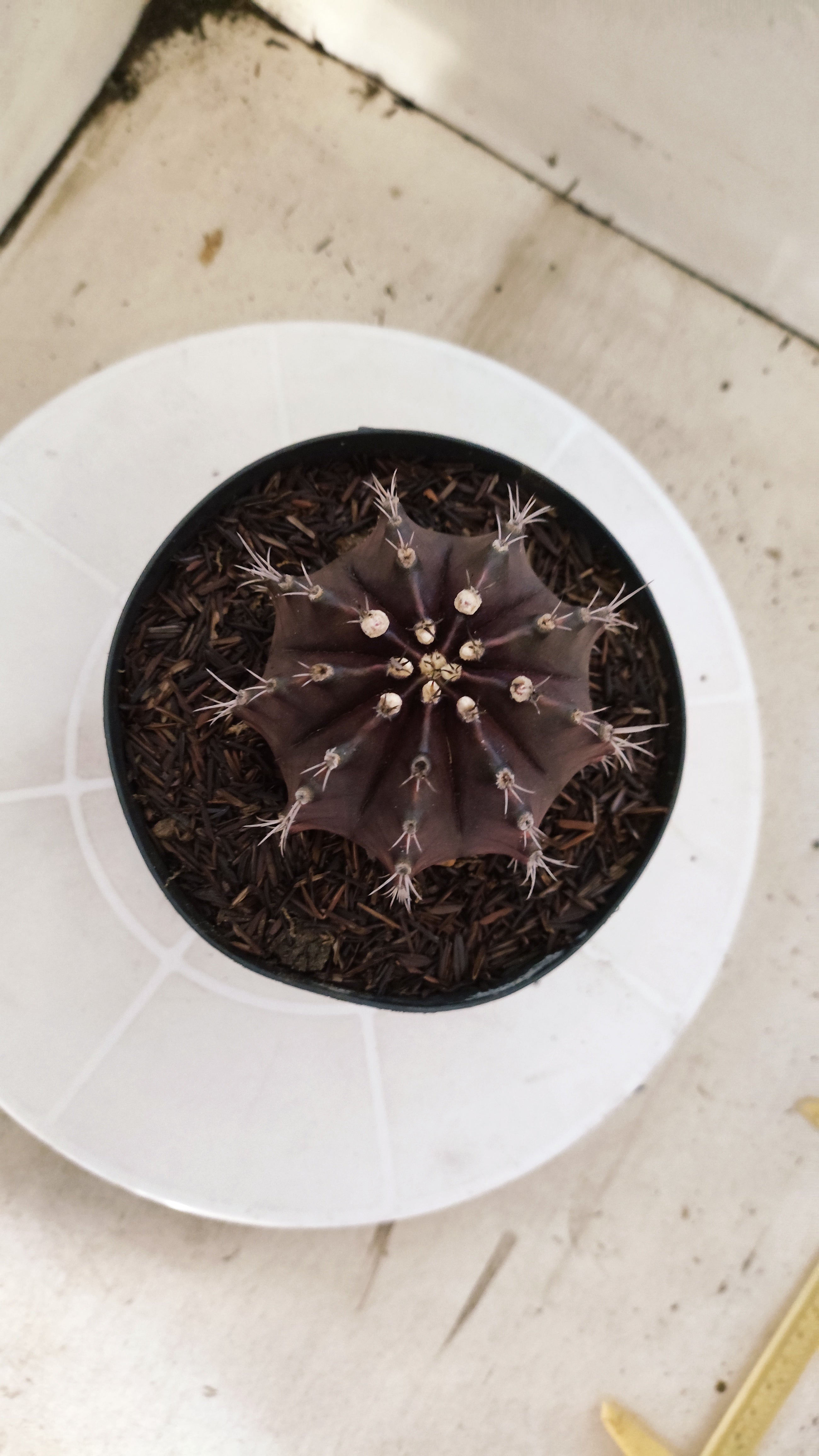 GYMNOCALYCIUM  "Black Window" - Nº 533 – vaso 15