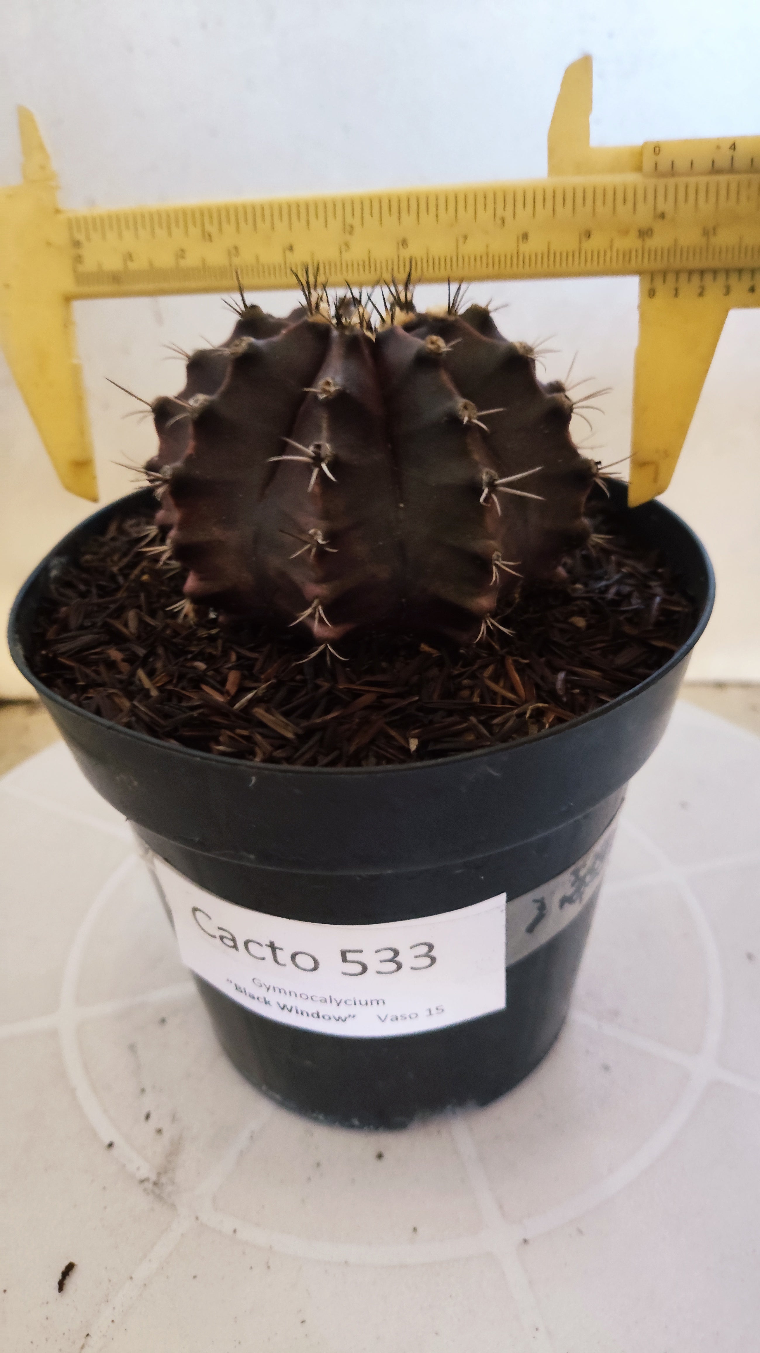 GYMNOCALYCIUM  "Black Window" - Nº 533 – vaso 15