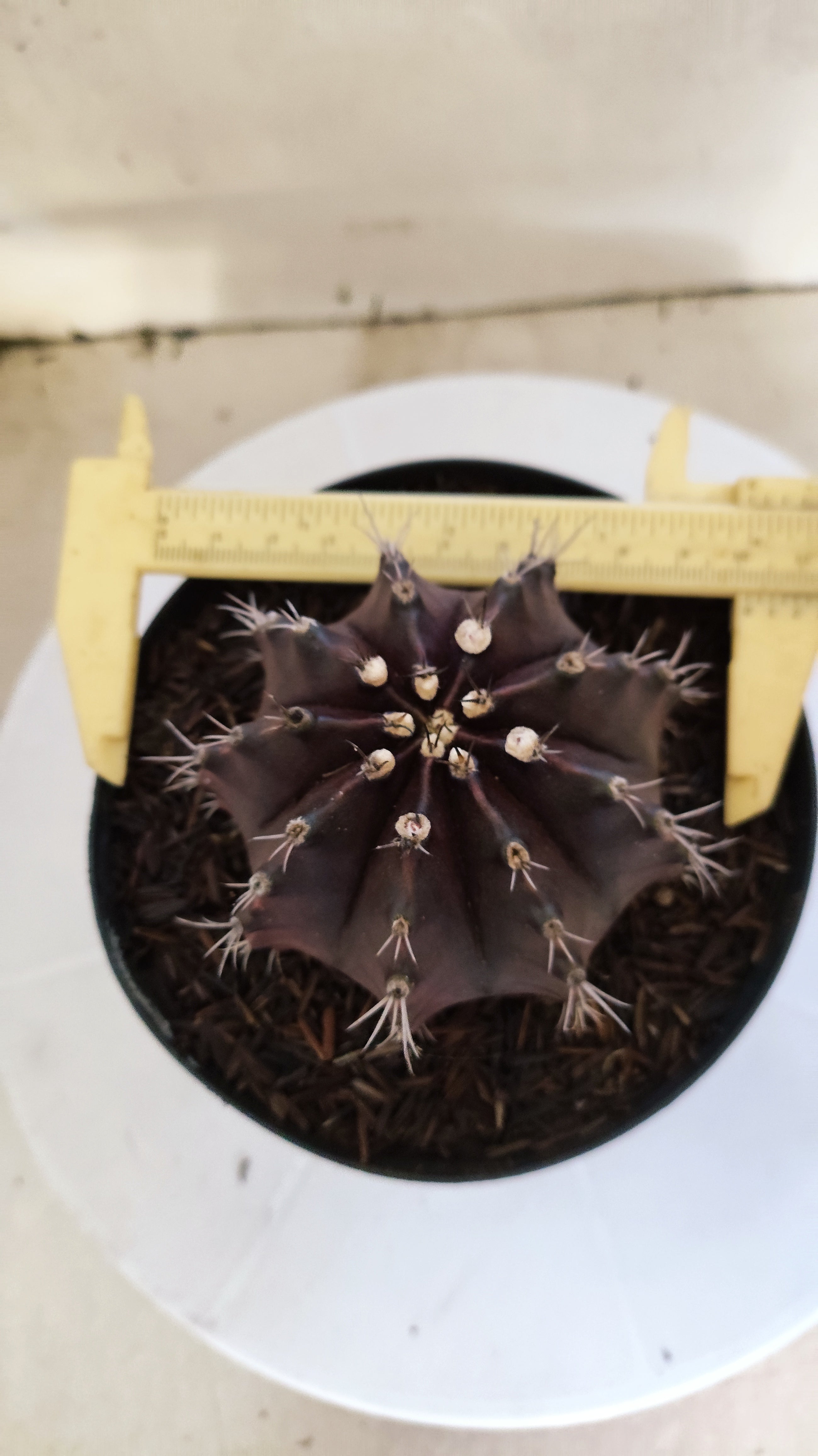 GYMNOCALYCIUM  "Black Window" - Nº 533 – vaso 15
