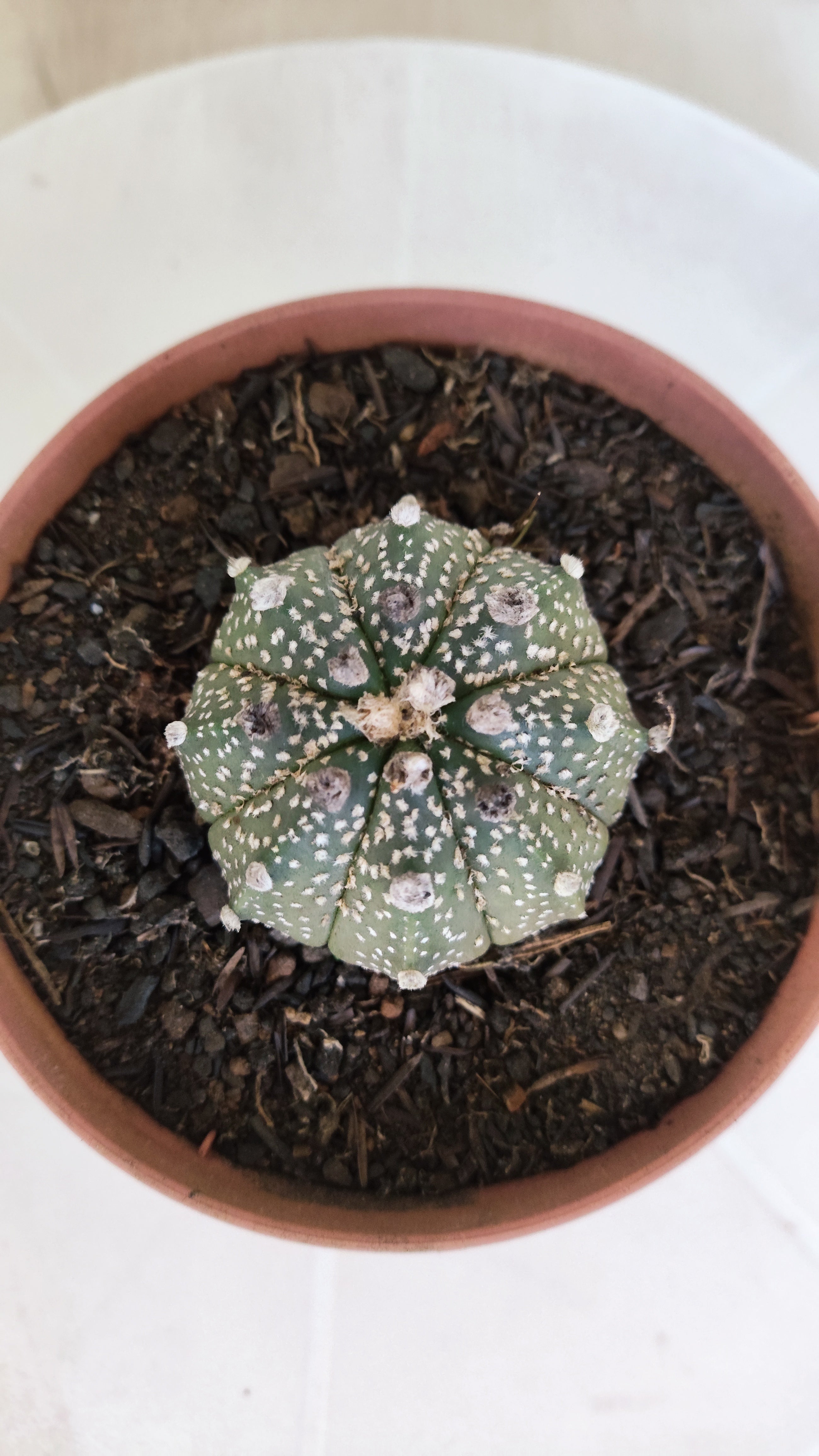 MATRIZ ASTROPHYTUM ASTÉRIAS Nº 1134 – vaso 11