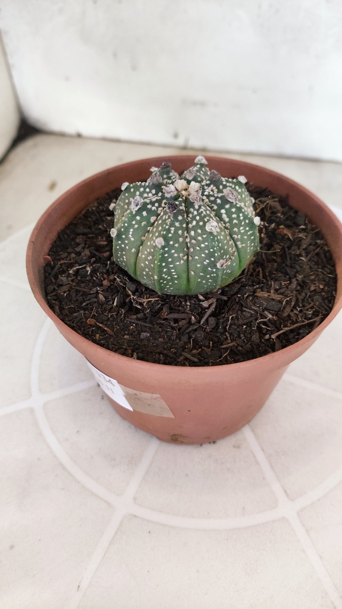 MATRIZ ASTROPHYTUM ASTÉRIAS Nº 1134 – vaso 11