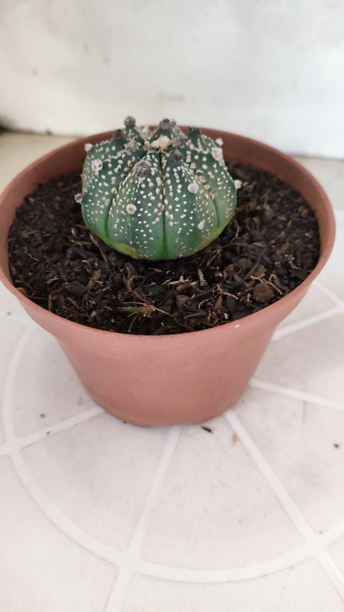 MATRIZ ASTROPHYTUM ASTÉRIAS Nº 1134 – vaso 11