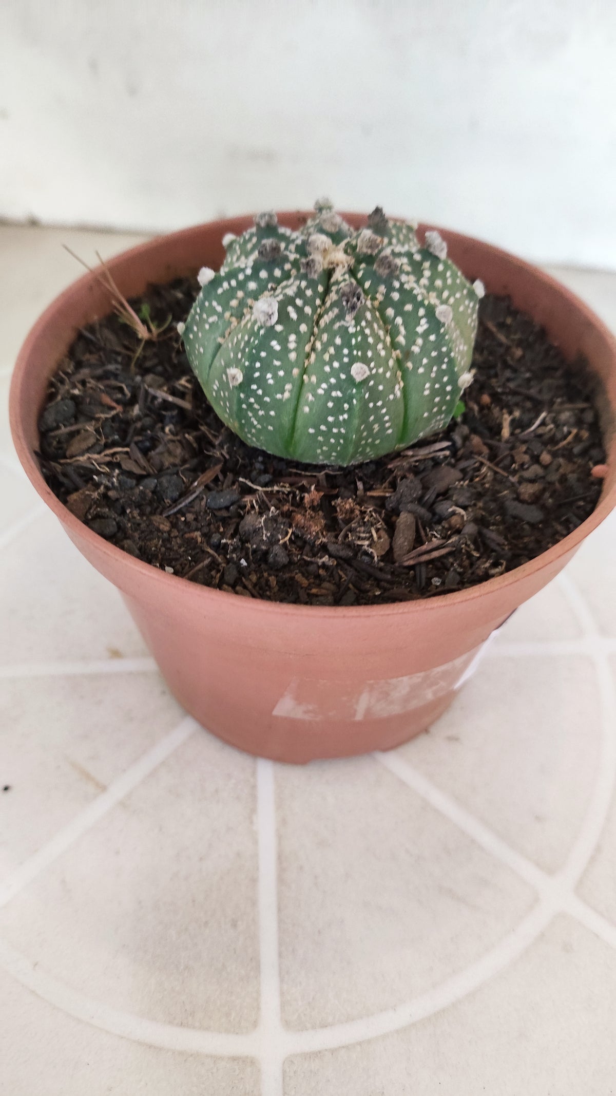MATRIZ ASTROPHYTUM ASTÉRIAS Nº 1134 – vaso 11
