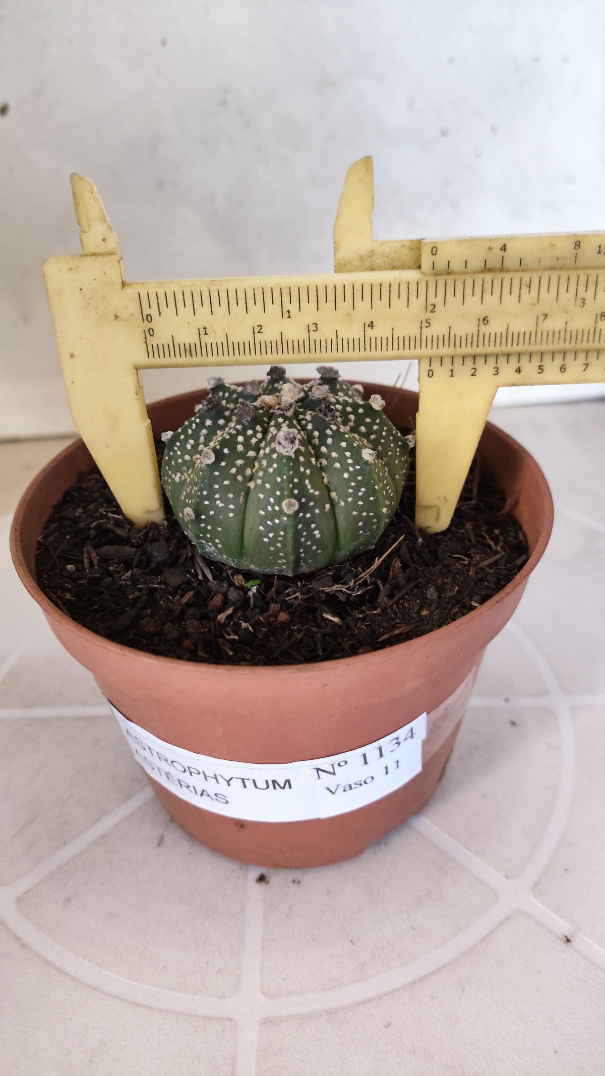 MATRIZ ASTROPHYTUM ASTÉRIAS Nº 1134 – vaso 11
