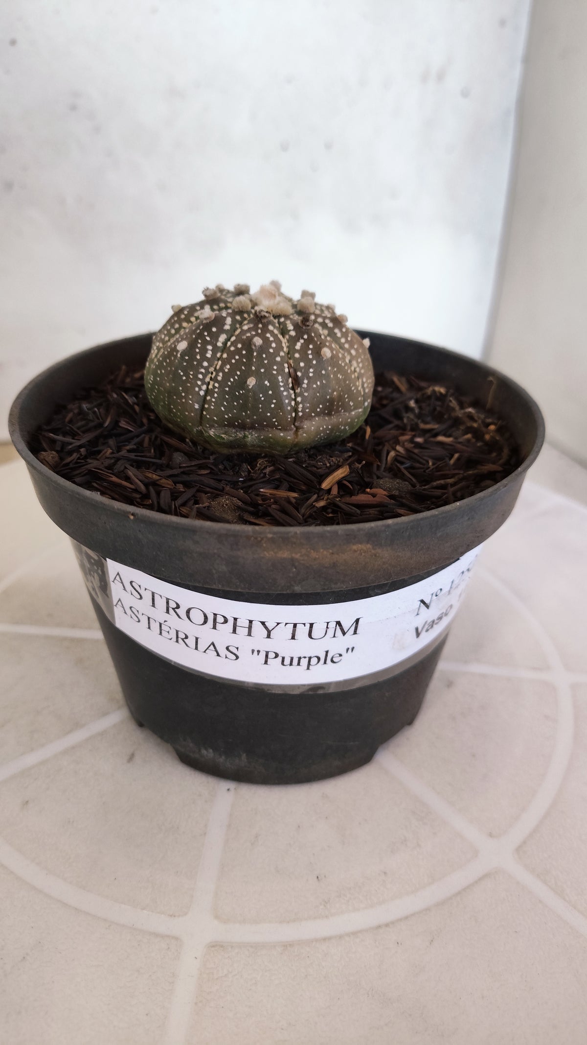 MATRIZ ASTROPHYTUM ASTÉRIAS "Purple" Nº 1252 – vaso 11