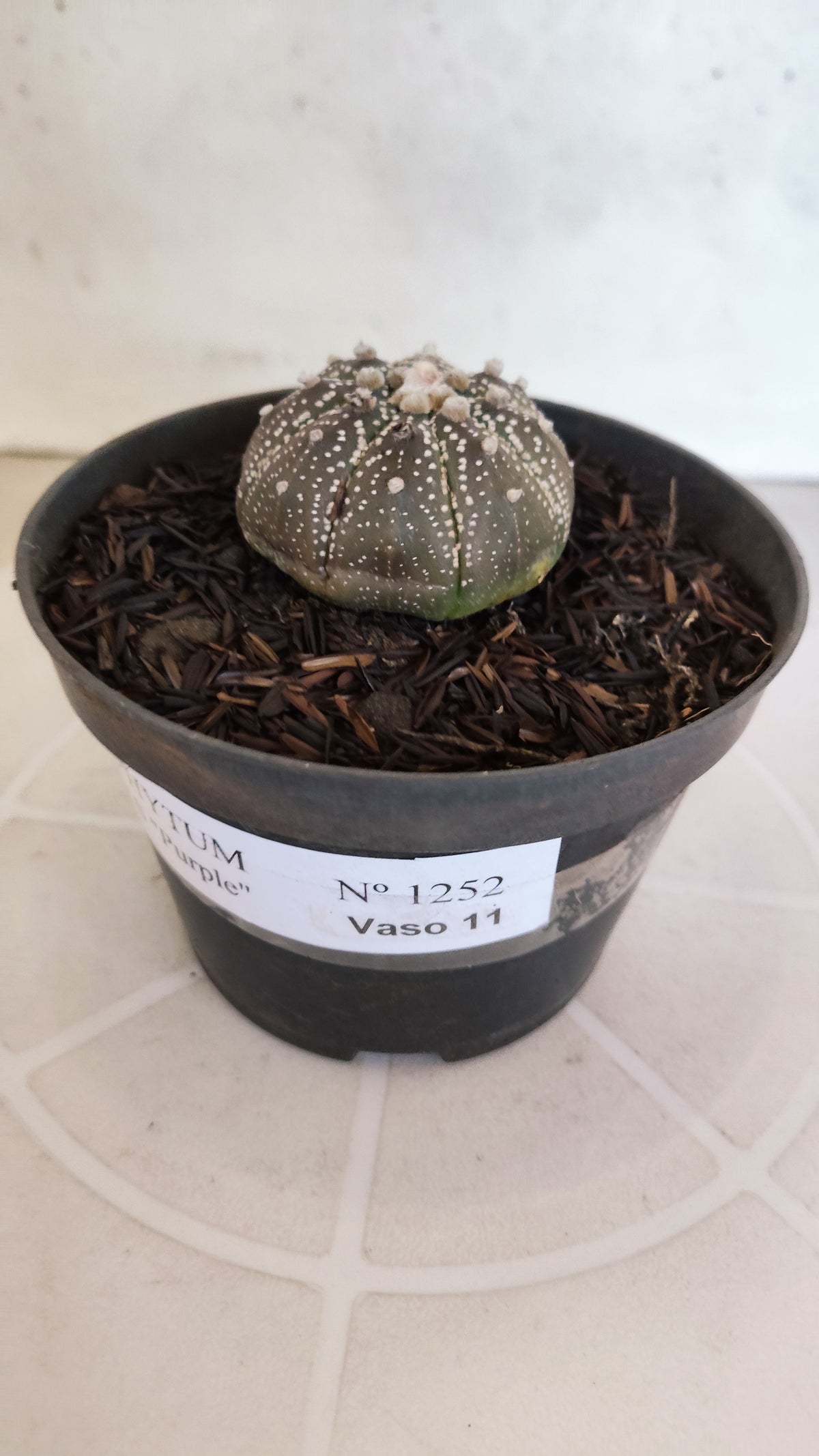 MATRIZ ASTROPHYTUM ASTÉRIAS "Purple" Nº 1252 – vaso 11