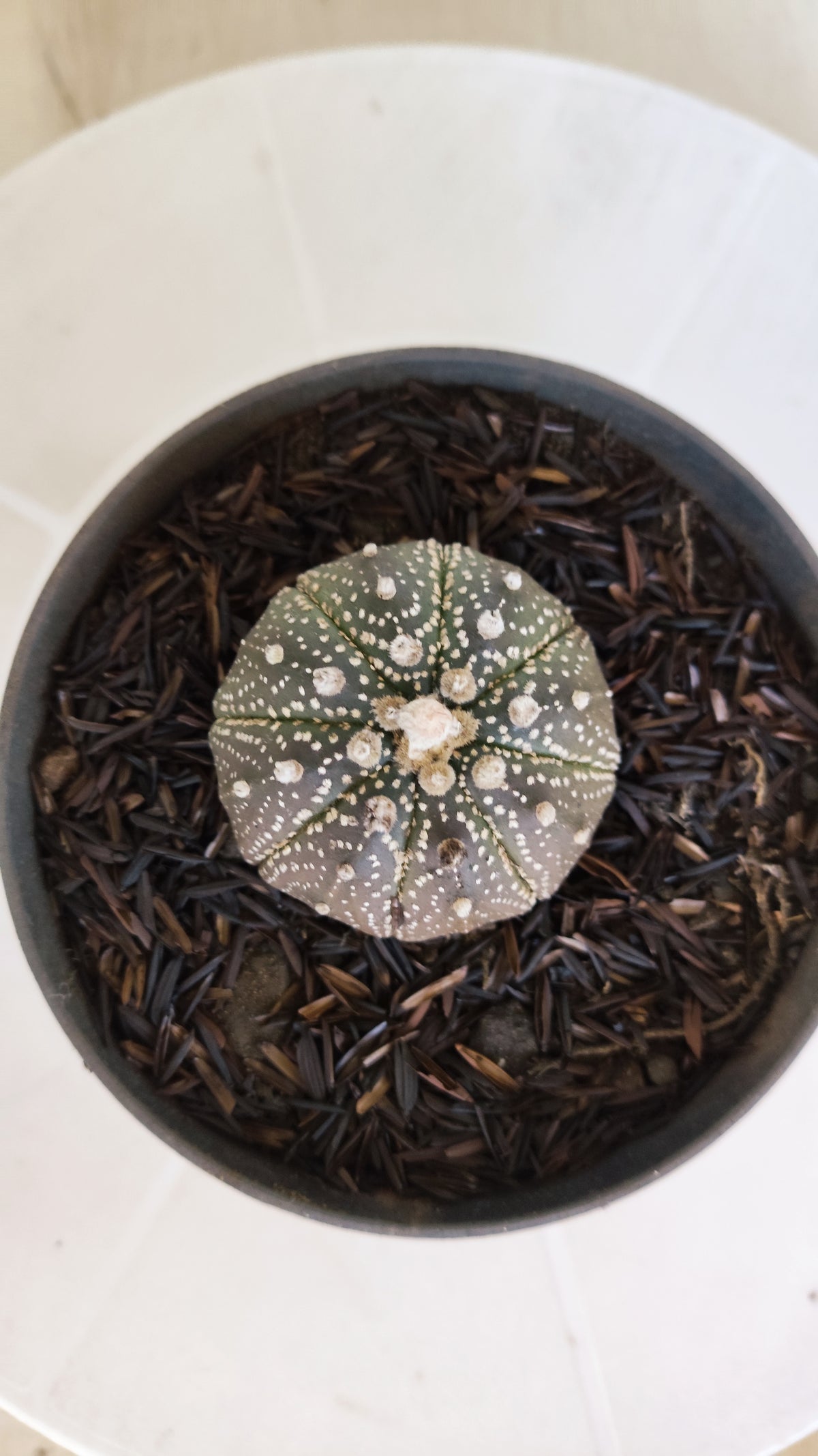 MATRIZ ASTROPHYTUM ASTÉRIAS "Purple" Nº 1252 – vaso 11