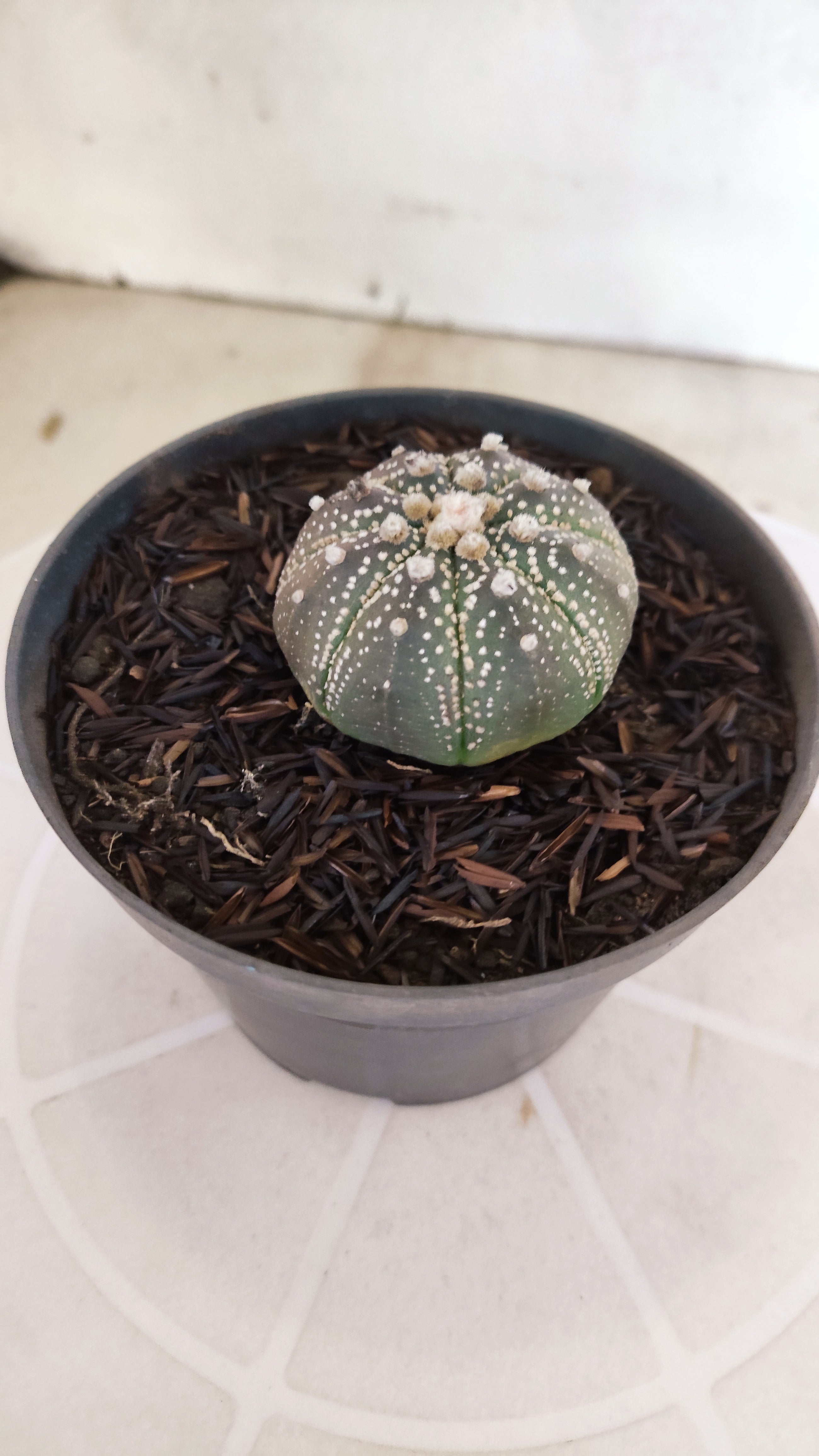 MATRIZ ASTROPHYTUM ASTÉRIAS "Purple" Nº 1252 – vaso 11