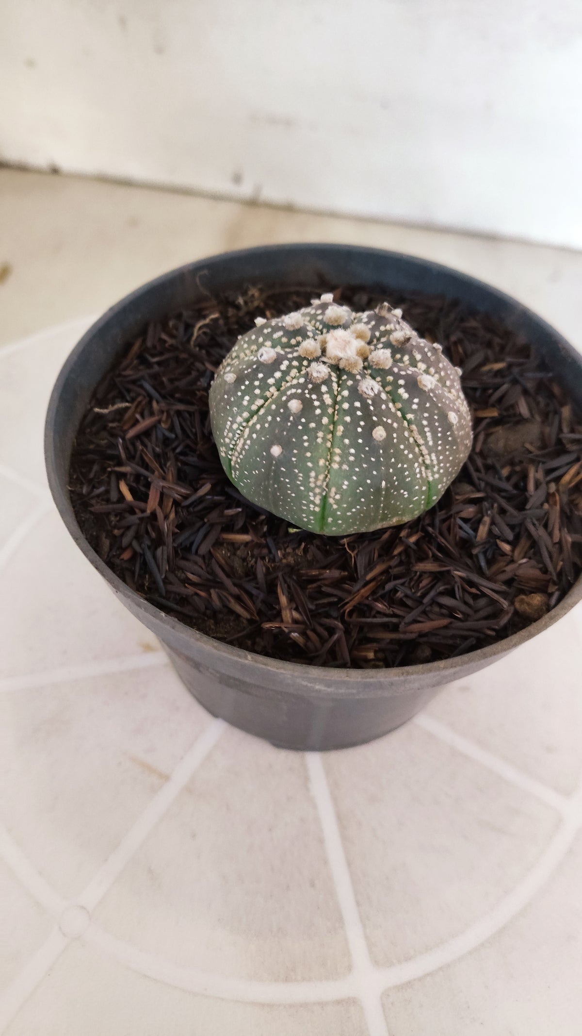 MATRIZ ASTROPHYTUM ASTÉRIAS "Purple" Nº 1252 – vaso 11