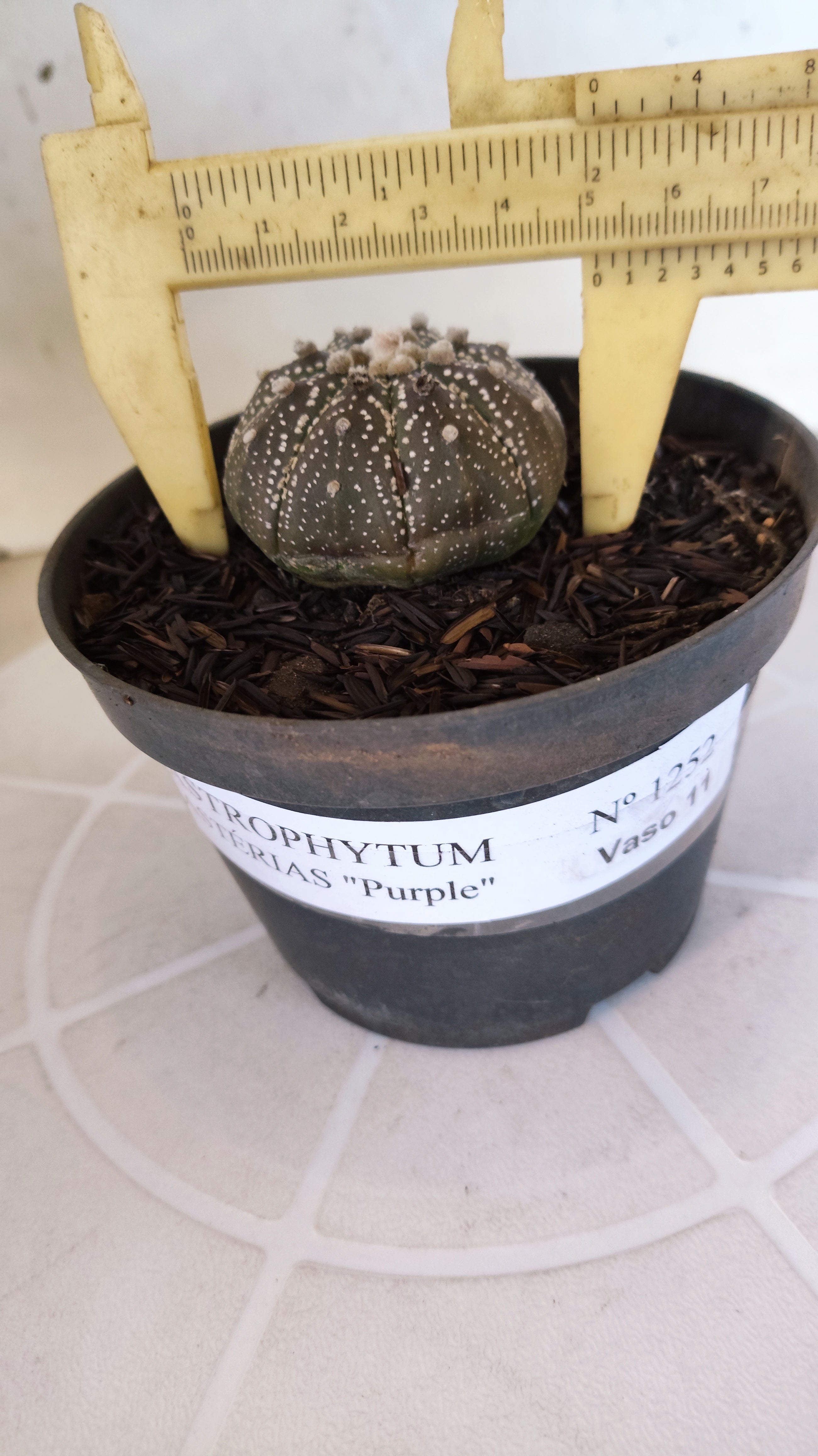MATRIZ ASTROPHYTUM ASTÉRIAS "Purple" Nº 1252 – vaso 11