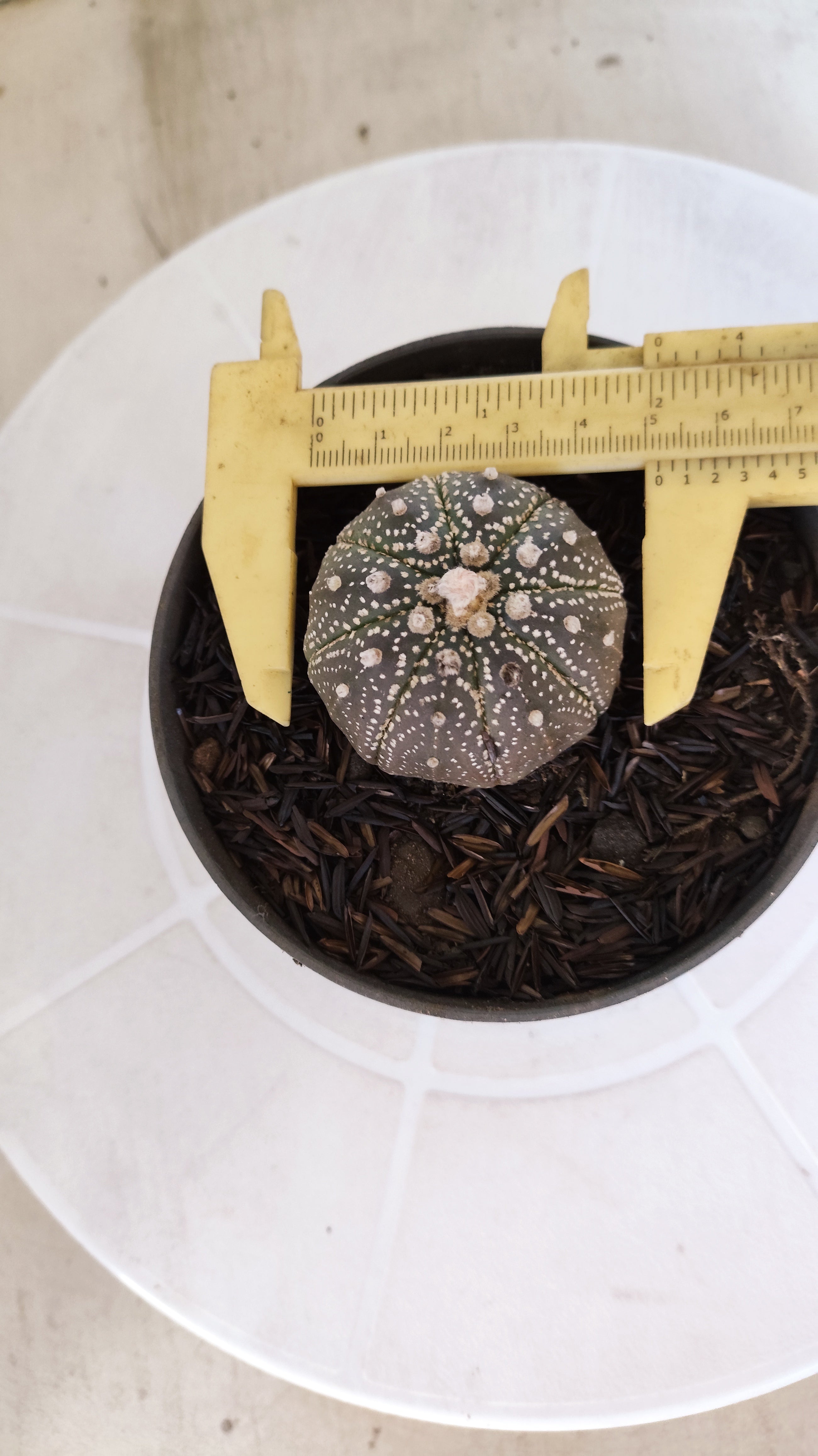 MATRIZ ASTROPHYTUM ASTÉRIAS "Purple" Nº 1252 – vaso 11