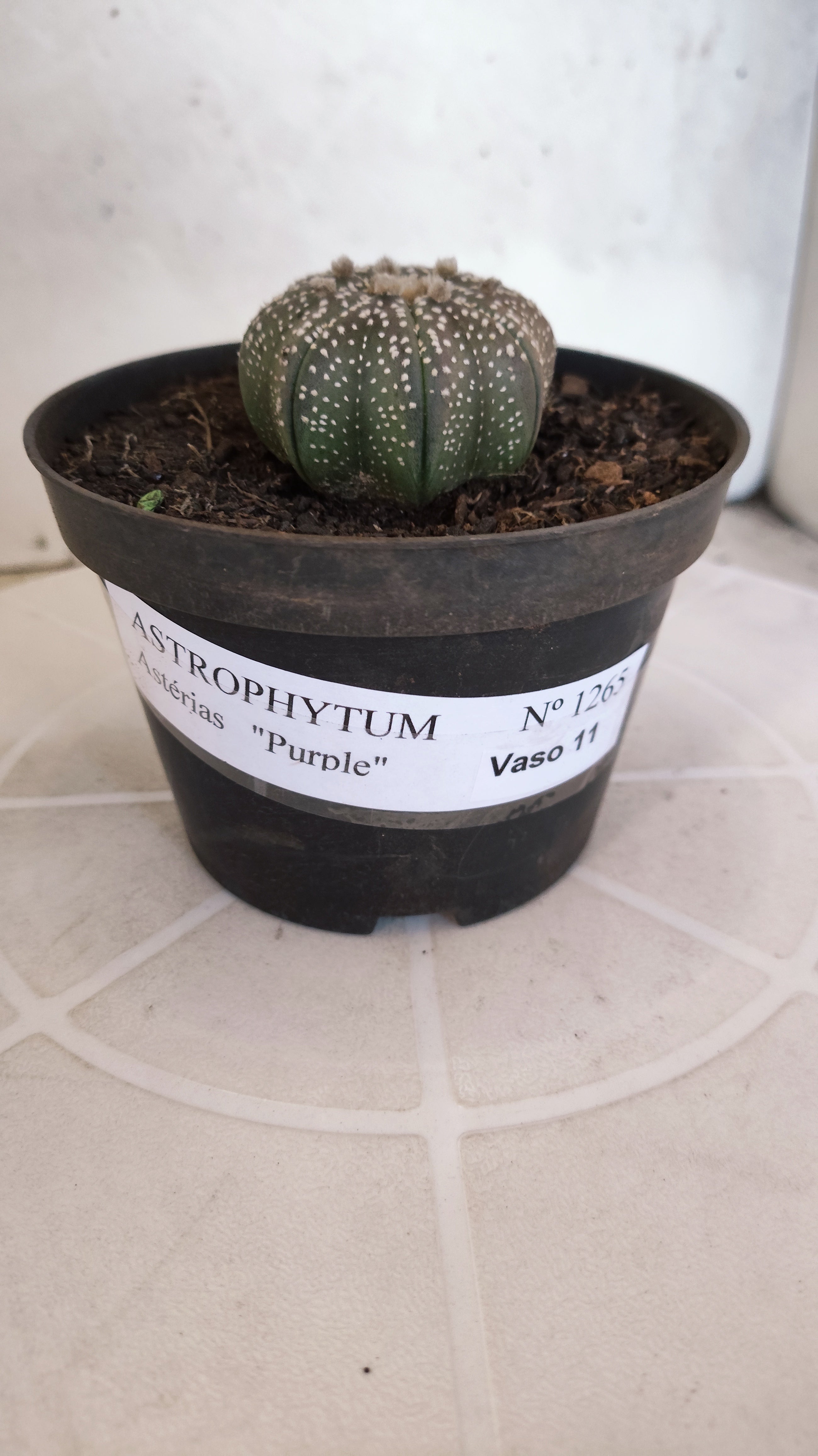 MATRIZ ASTROPHYTUM ASTÉRIAS "Purple STAR SHAPE" Nº 1265 – vaso 11