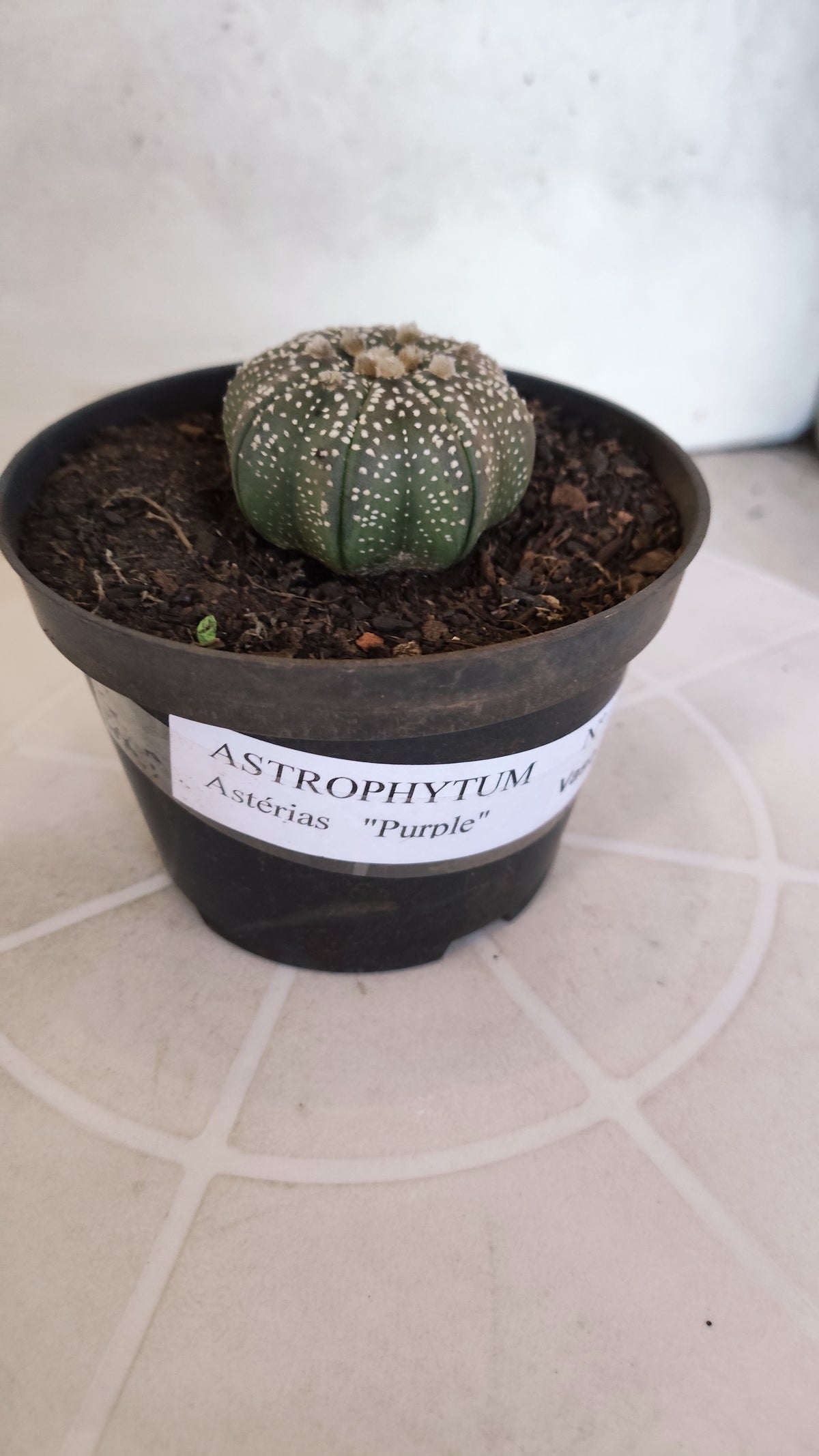 MATRIZ ASTROPHYTUM ASTÉRIAS "Purple STAR SHAPE" Nº 1265 – vaso 11
