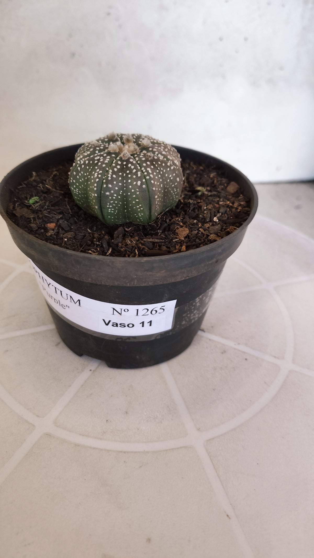 MATRIZ ASTROPHYTUM ASTÉRIAS "Purple STAR SHAPE" Nº 1265 – vaso 11
