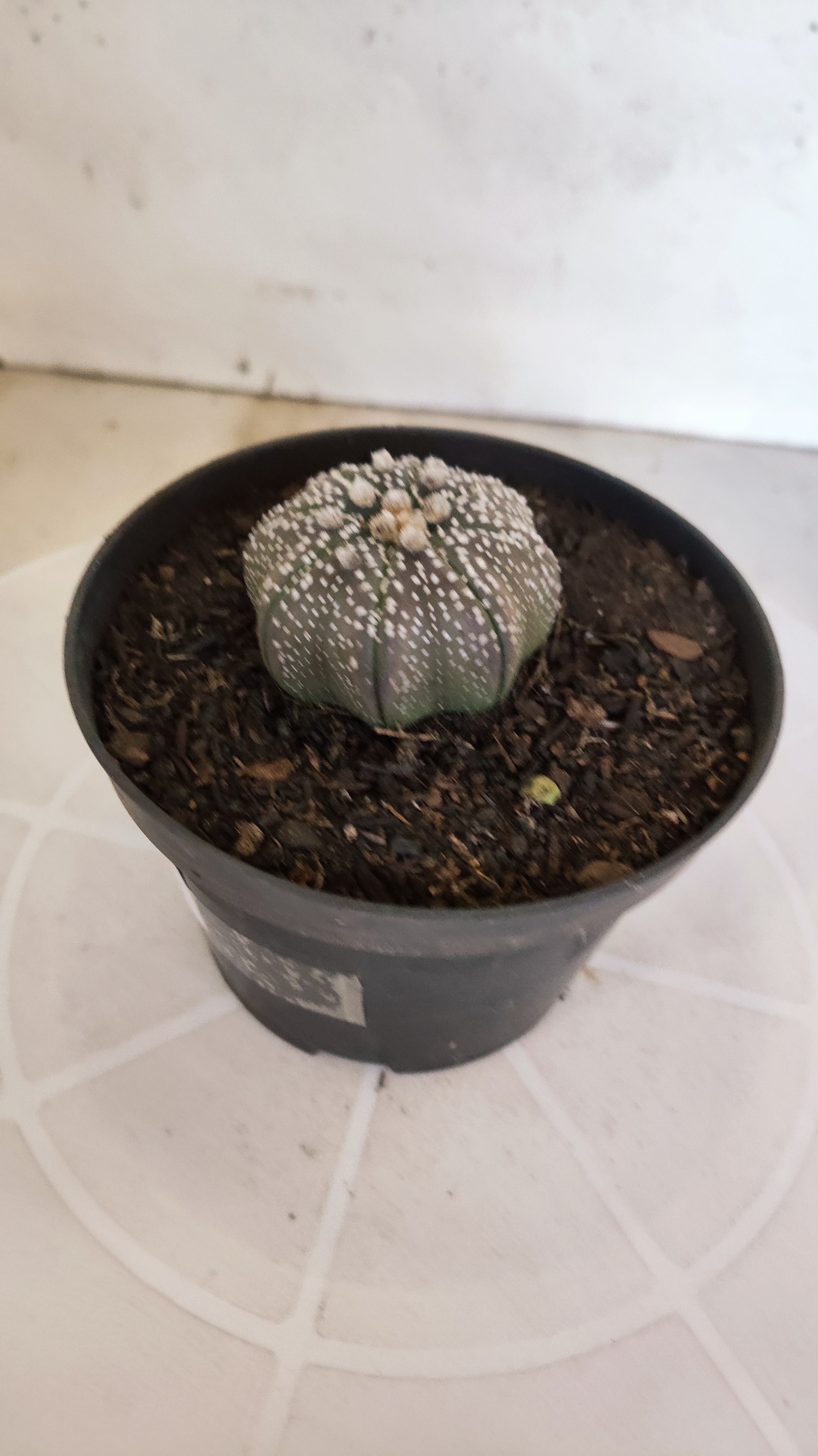 MATRIZ ASTROPHYTUM ASTÉRIAS "Purple STAR SHAPE" Nº 1265 – vaso 11