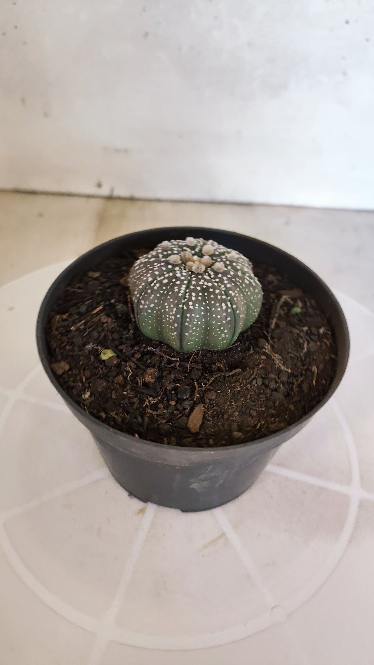 MATRIZ ASTROPHYTUM ASTÉRIAS "Purple STAR SHAPE" Nº 1265 – vaso 11