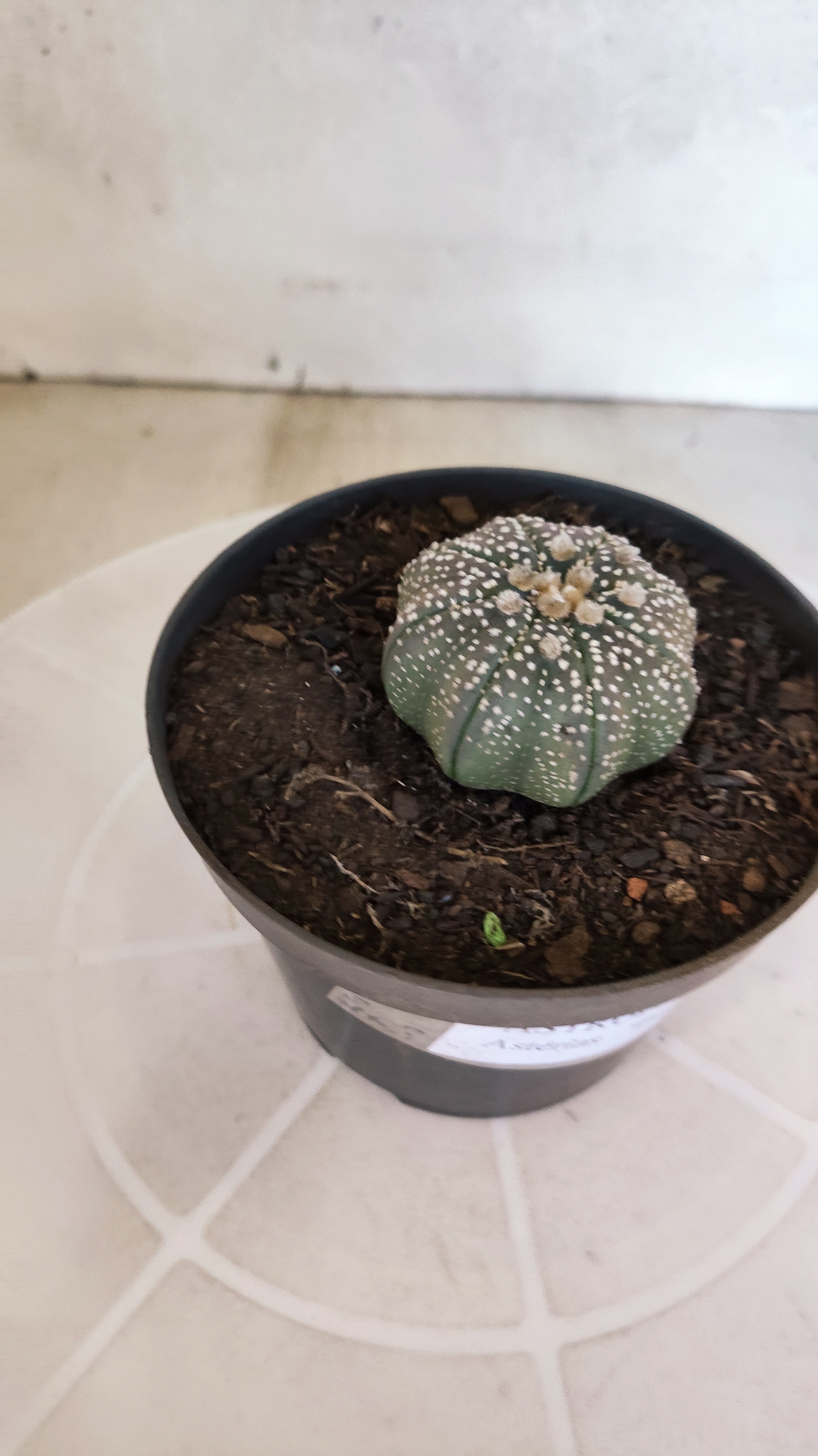 MATRIZ ASTROPHYTUM ASTÉRIAS "Purple STAR SHAPE" Nº 1265 – vaso 11