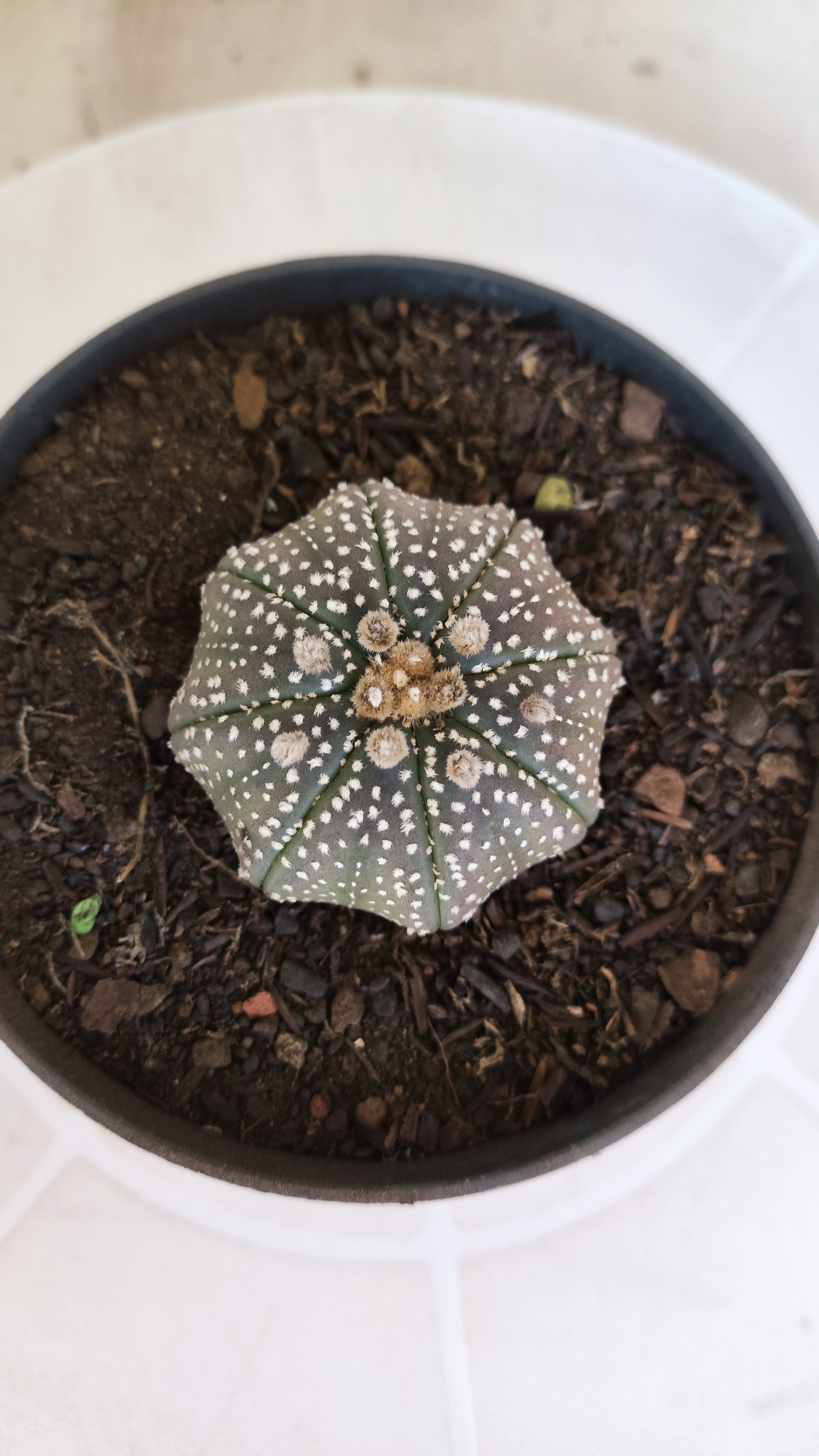 MATRIZ ASTROPHYTUM ASTÉRIAS "Purple STAR SHAPE" Nº 1265 – vaso 11