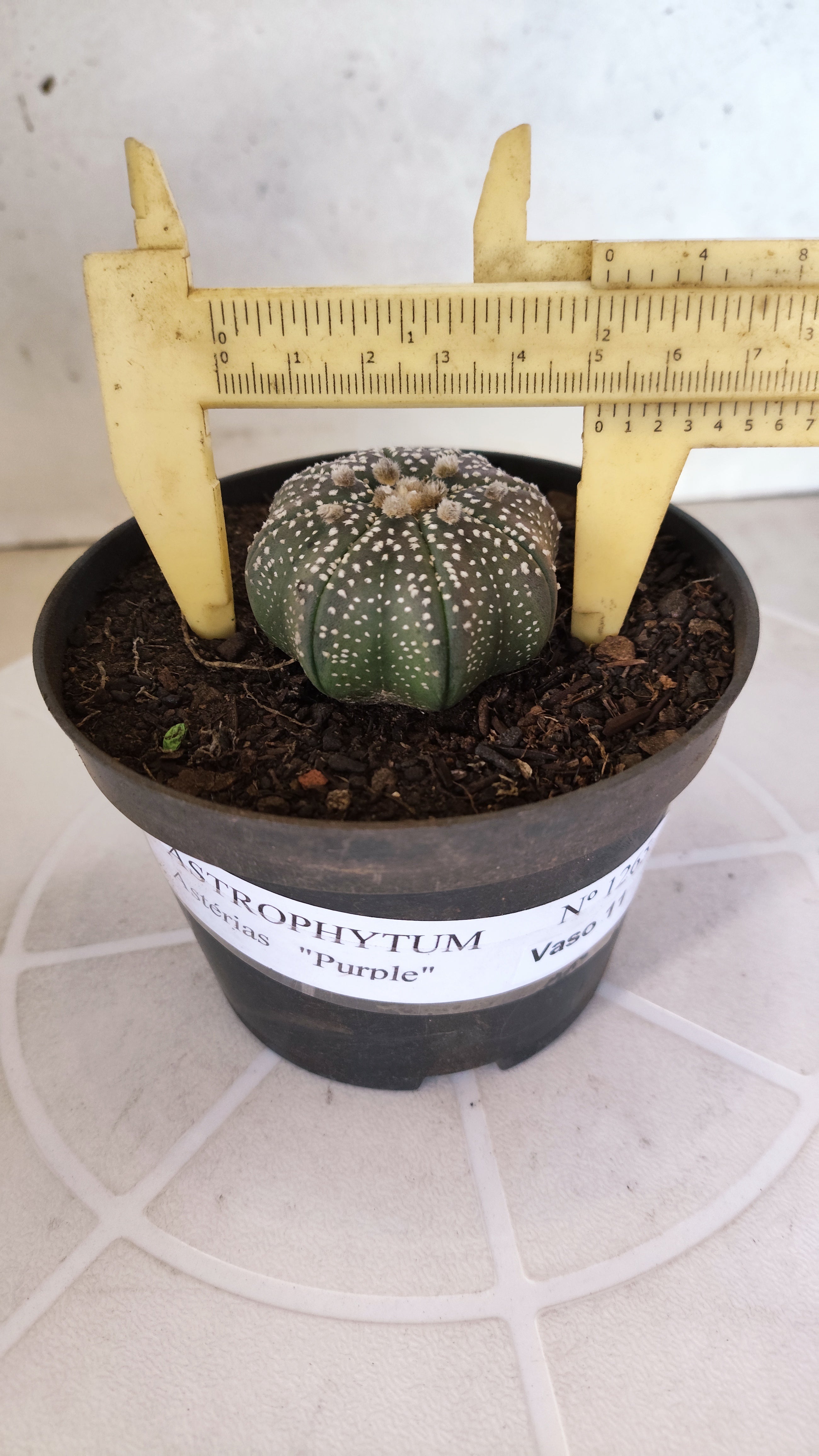MATRIZ ASTROPHYTUM ASTÉRIAS "Purple STAR SHAPE" Nº 1265 – vaso 11