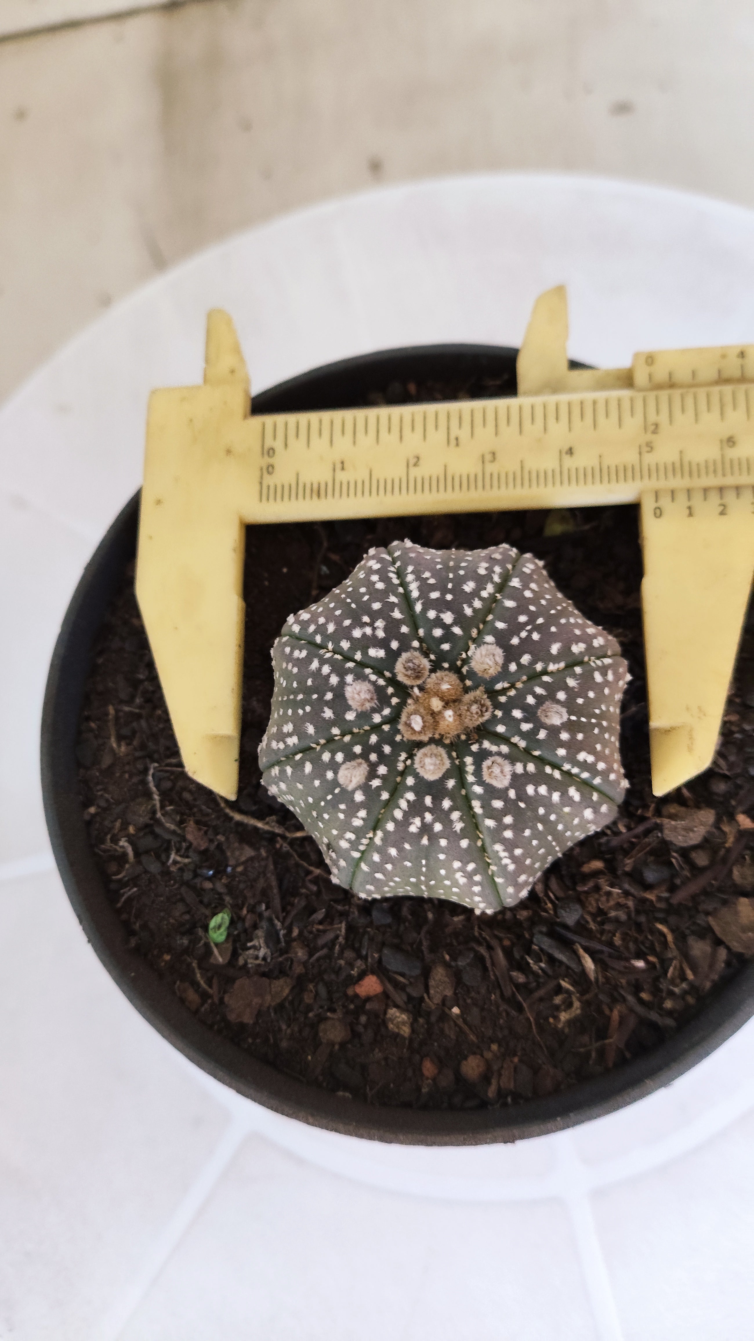 MATRIZ ASTROPHYTUM ASTÉRIAS "Purple STAR SHAPE" Nº 1265 – vaso 11