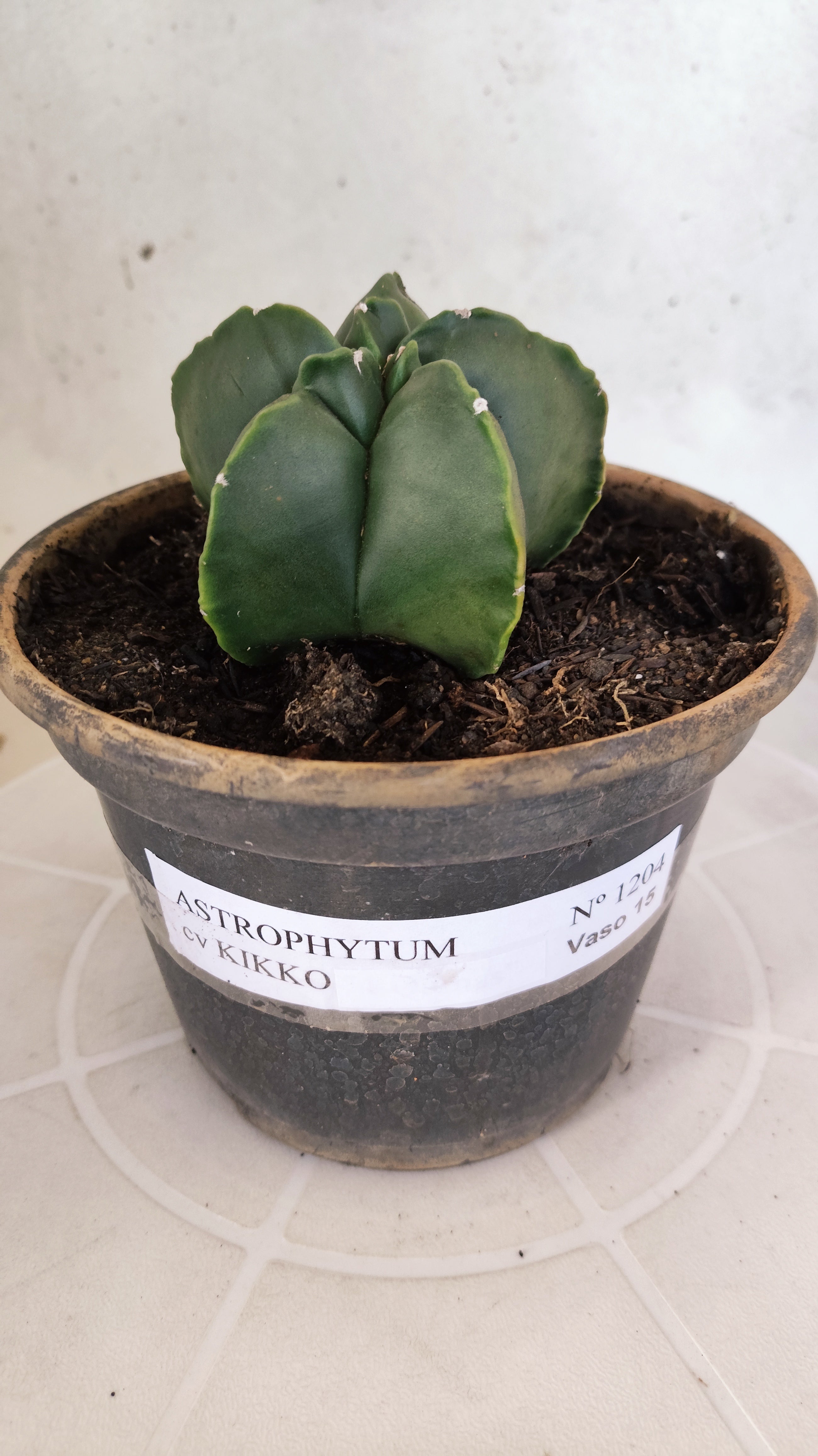 MATRIZ ASTROPHYTUM cv KIKKO  Nº 1204 – vaso 15