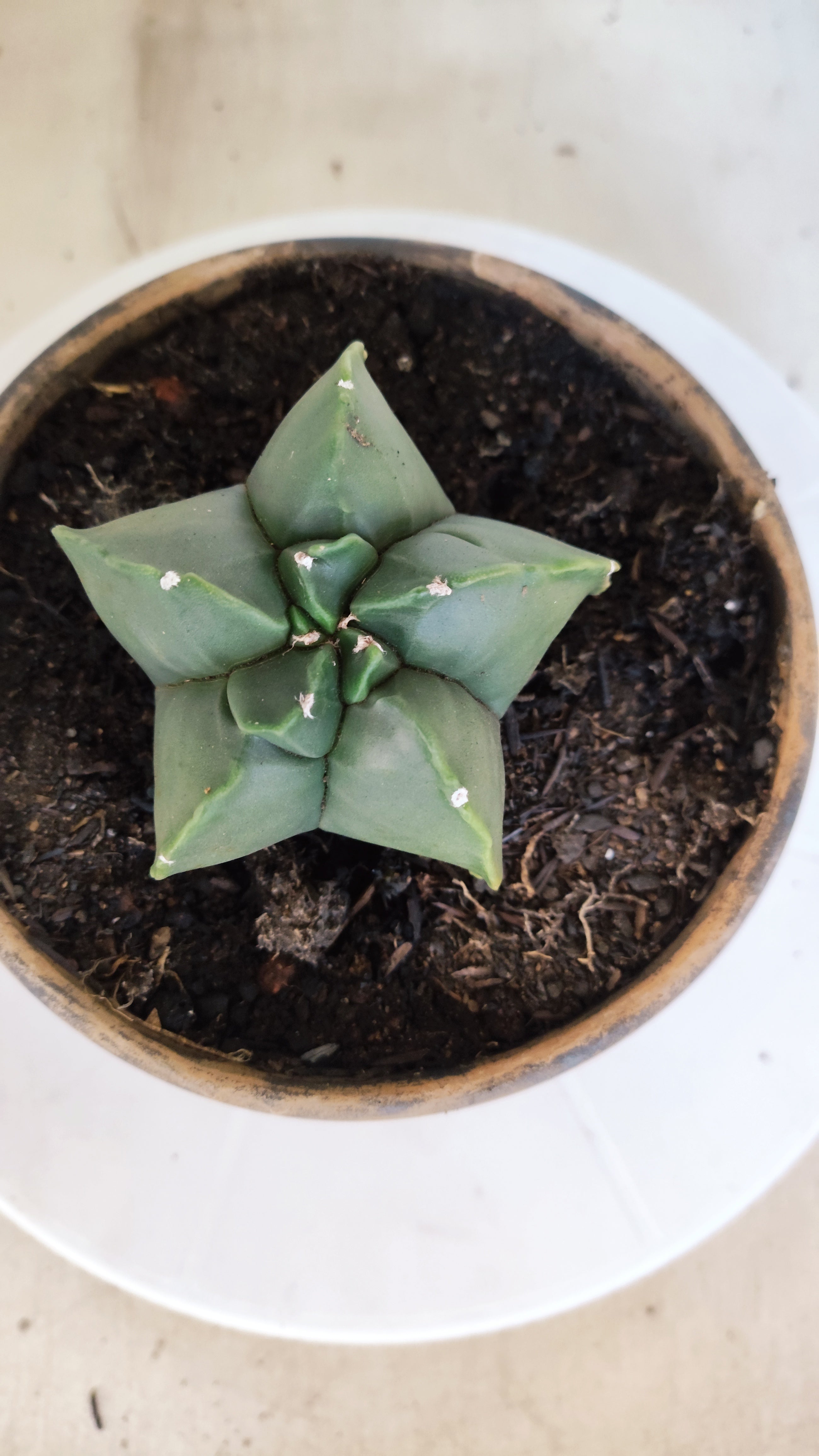 MATRIZ ASTROPHYTUM cv KIKKO  Nº 1204 – vaso 15