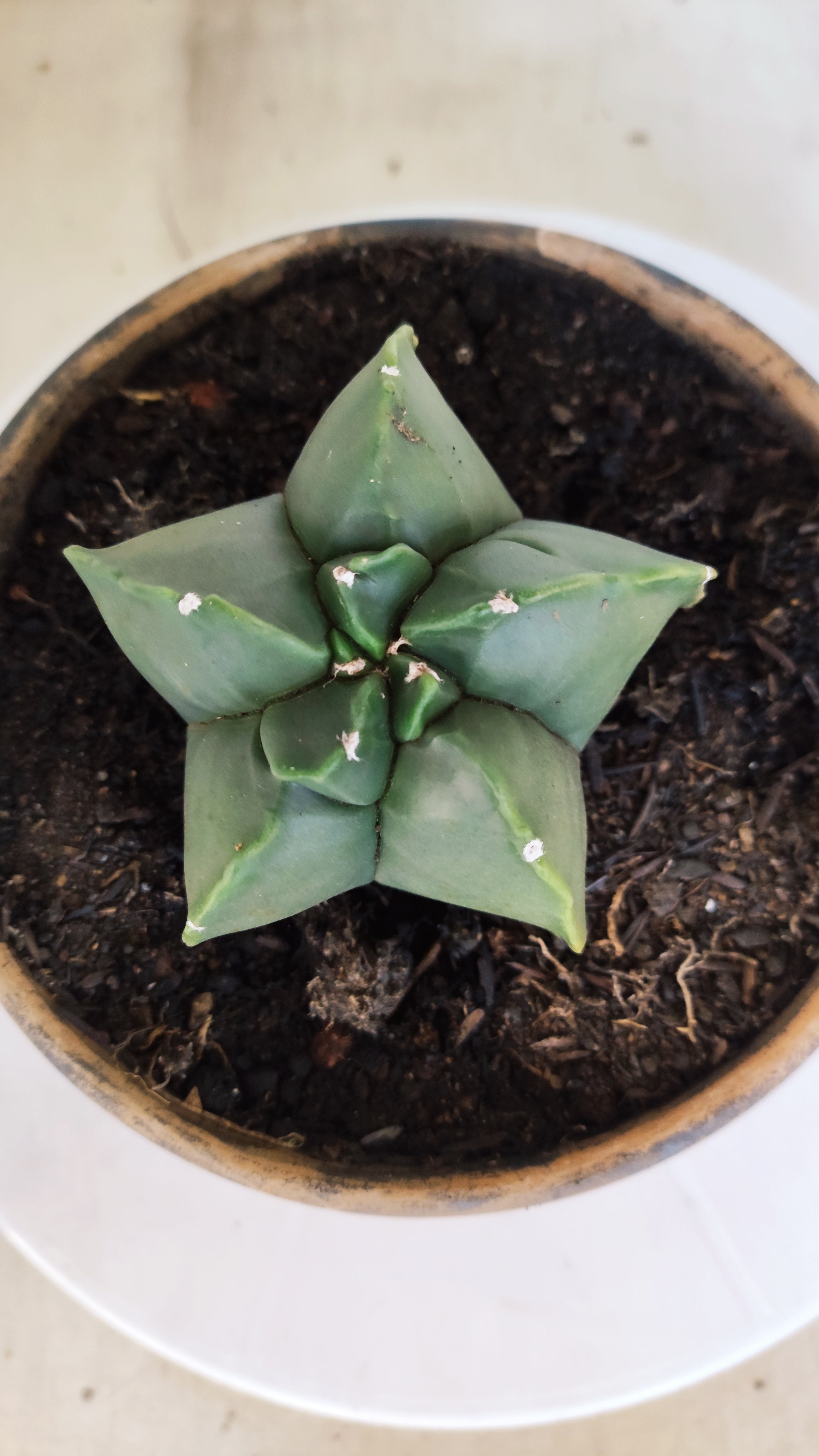MATRIZ ASTROPHYTUM cv KIKKO  Nº 1204 – vaso 15