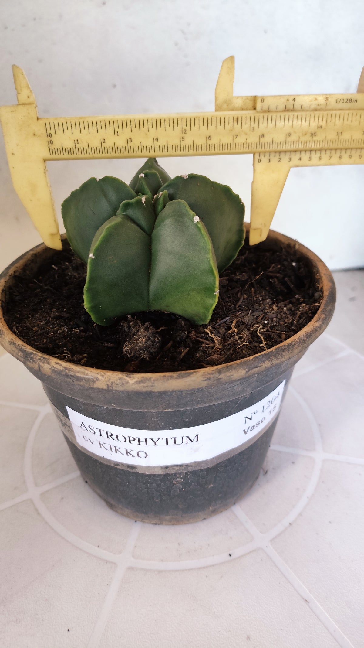 MATRIZ ASTROPHYTUM cv KIKKO  Nº 1204 – vaso 15