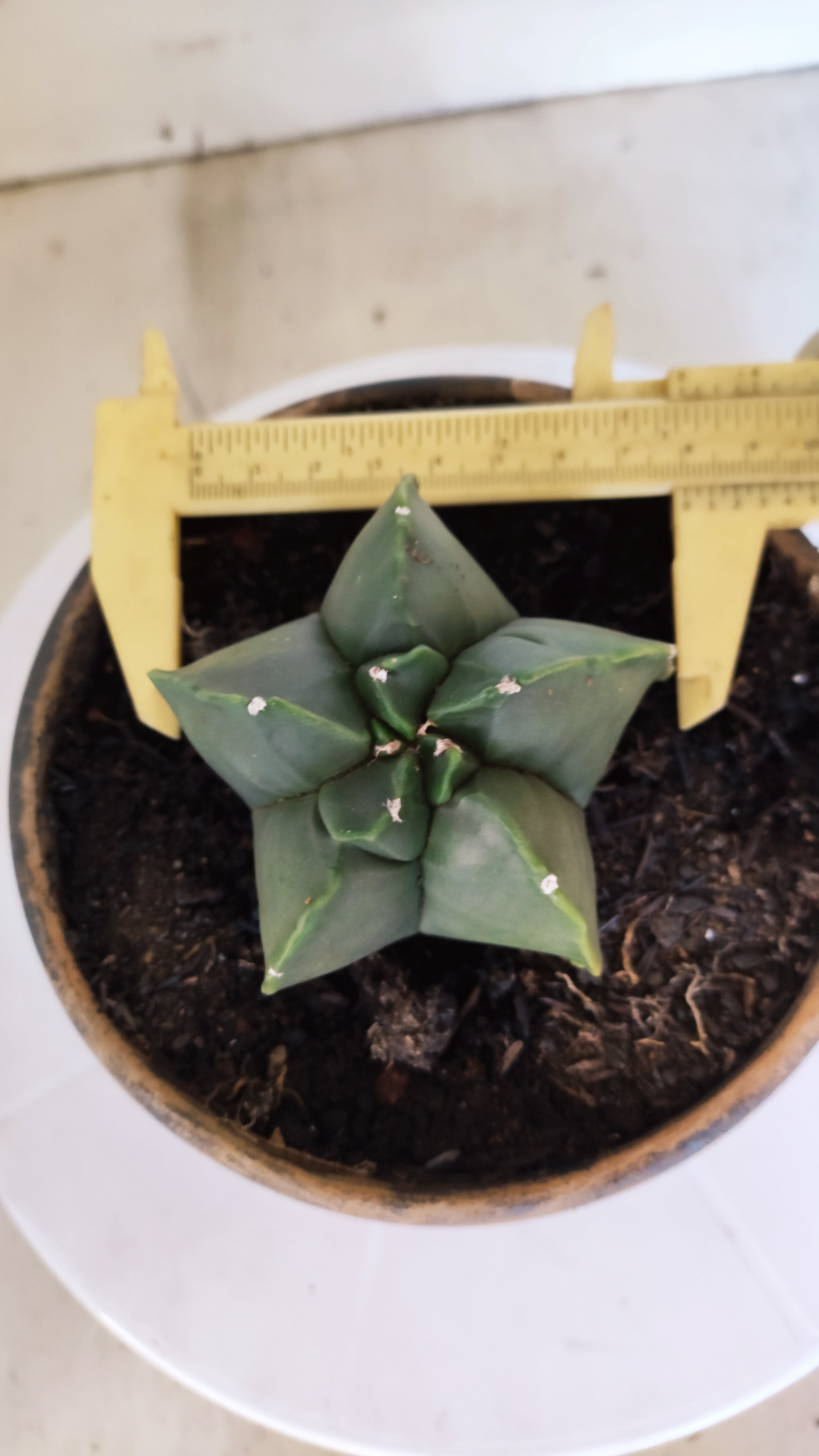 MATRIZ ASTROPHYTUM cv KIKKO  Nº 1204 – vaso 15