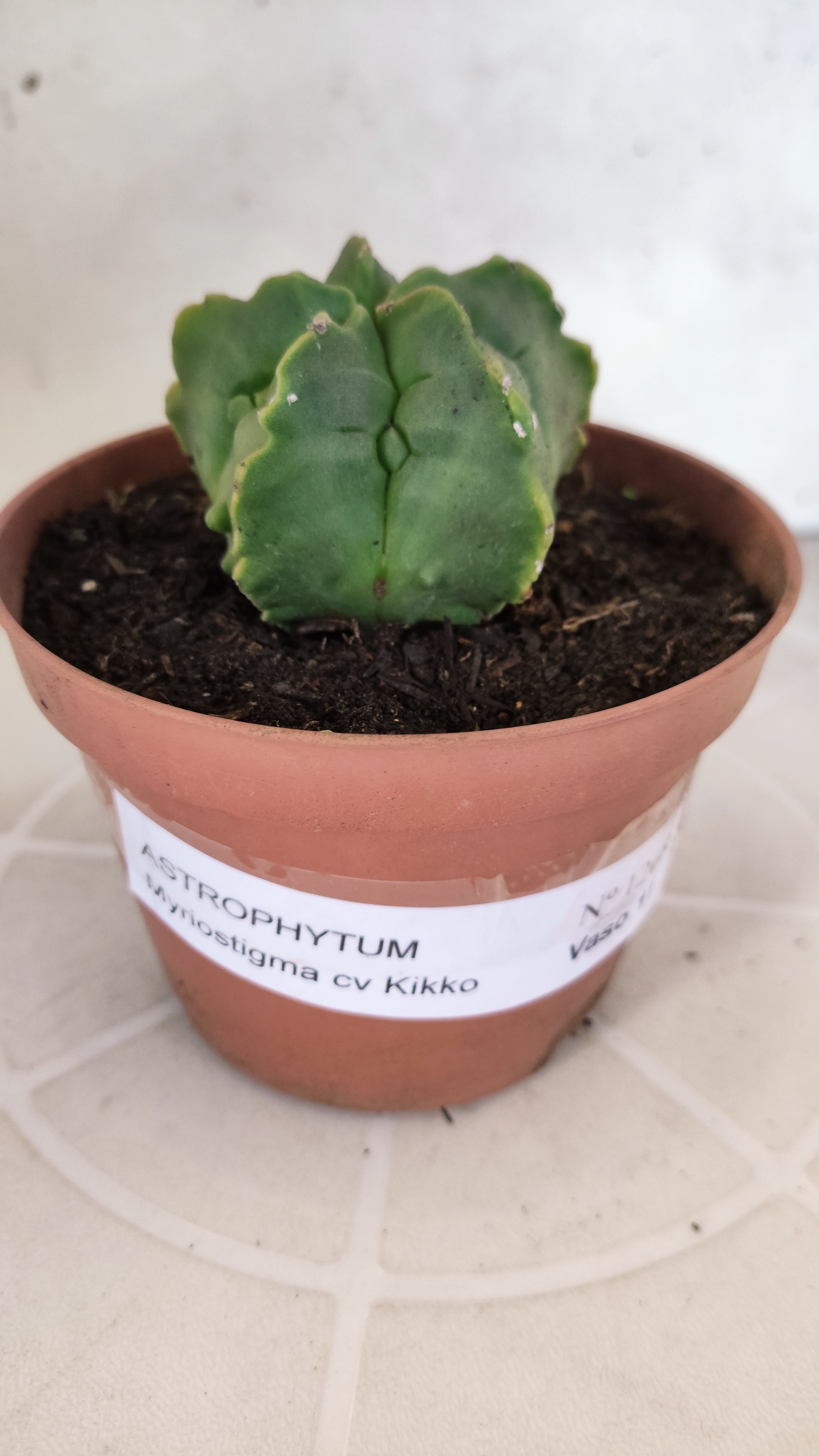 MATRIZ ASTROPHYTUM cv KIKKO  Nº 1268 – vaso 11