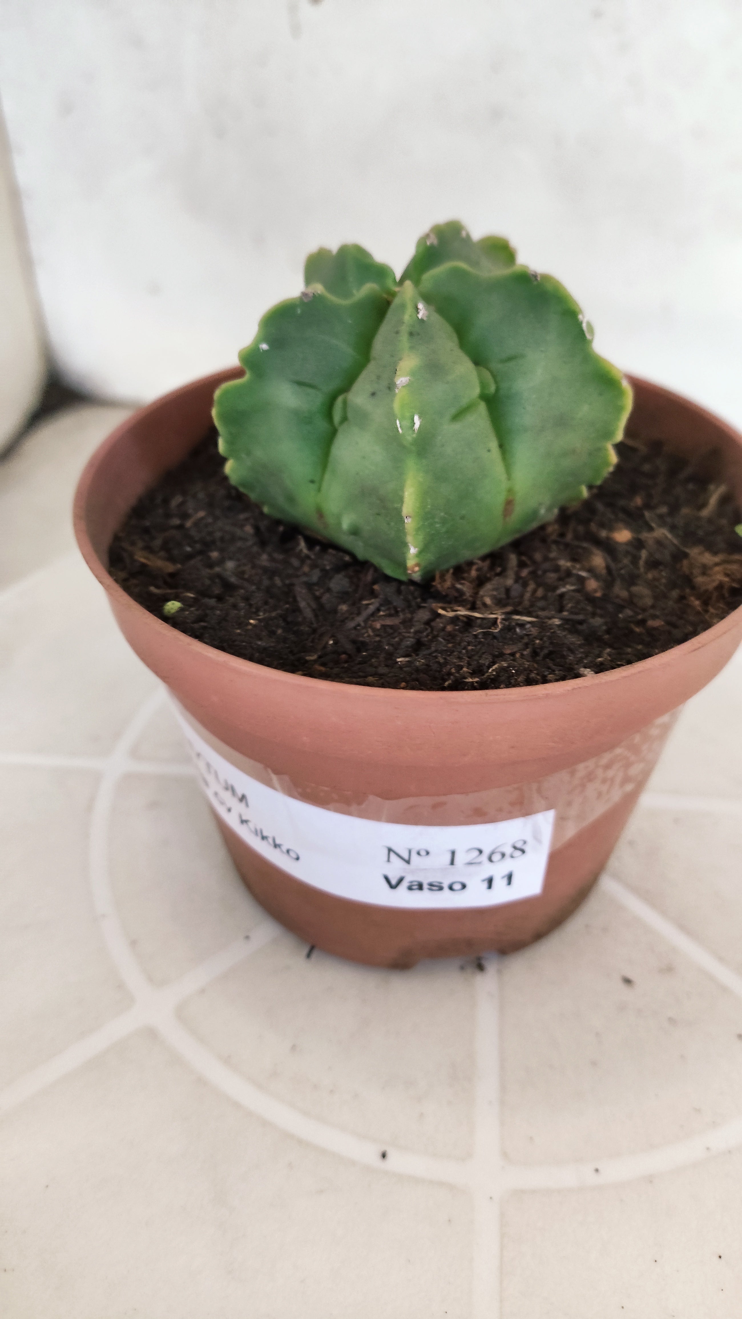 MATRIZ ASTROPHYTUM cv KIKKO  Nº 1268 – vaso 11