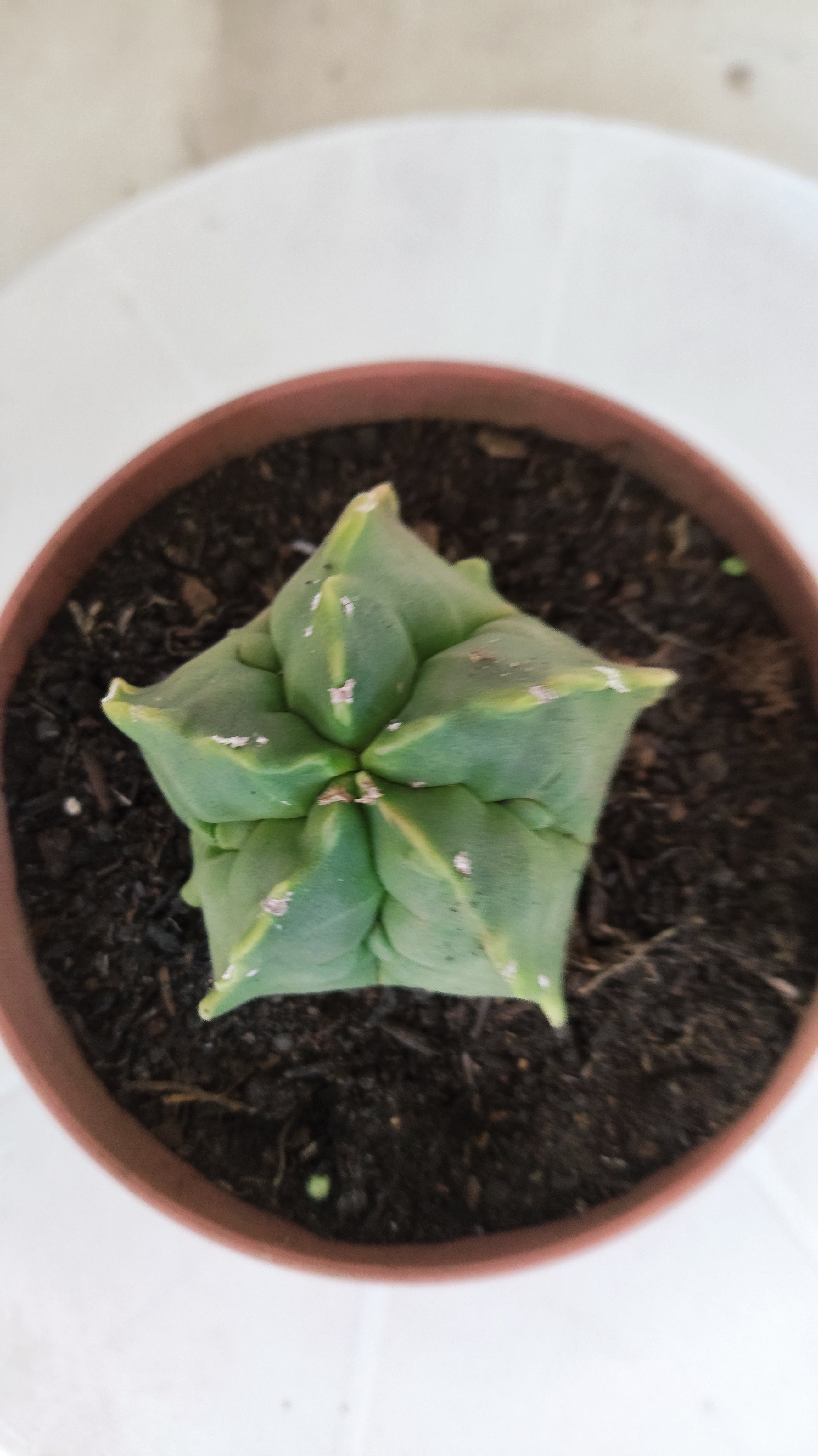 MATRIZ ASTROPHYTUM cv KIKKO  Nº 1268 – vaso 11