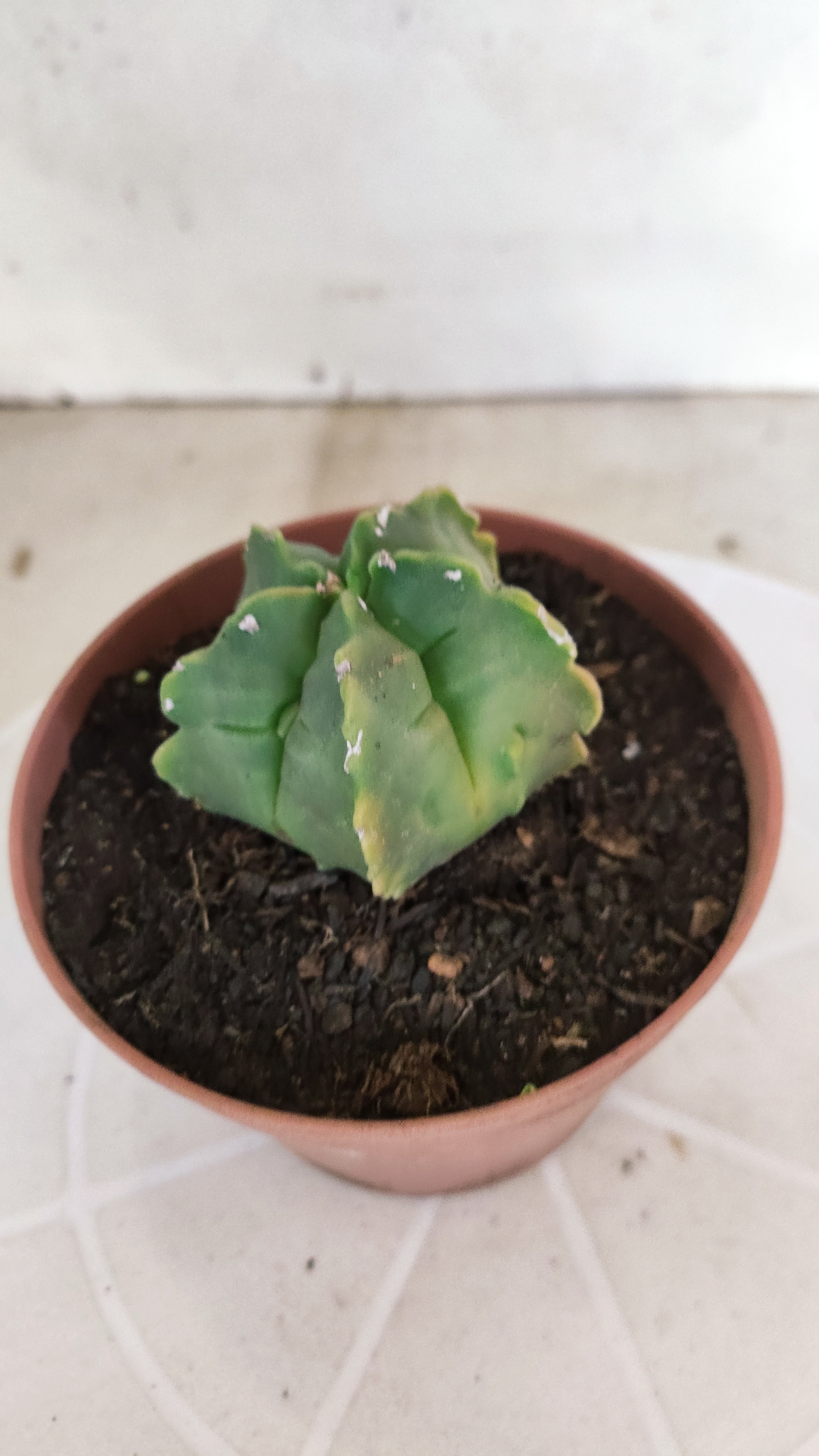 MATRIZ ASTROPHYTUM cv KIKKO  Nº 1268 – vaso 11
