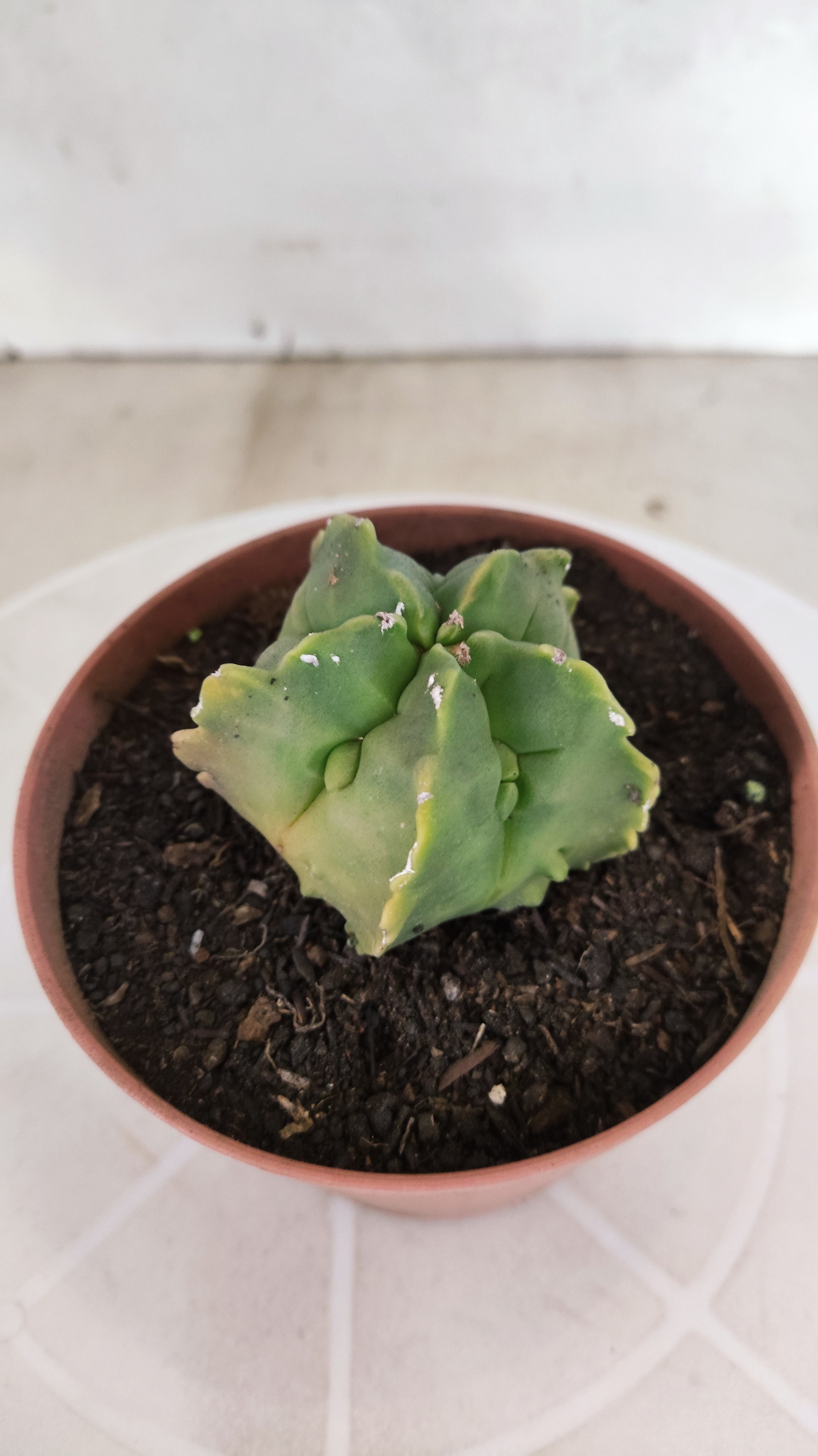 MATRIZ ASTROPHYTUM cv KIKKO  Nº 1268 – vaso 11