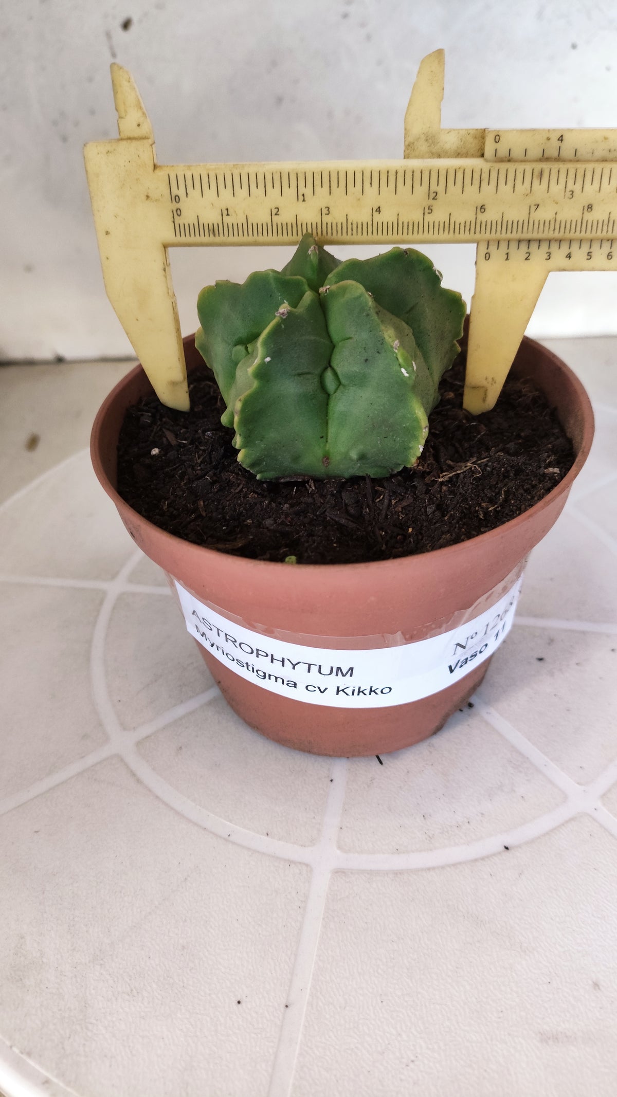 MATRIZ ASTROPHYTUM cv KIKKO  Nº 1268 – vaso 11
