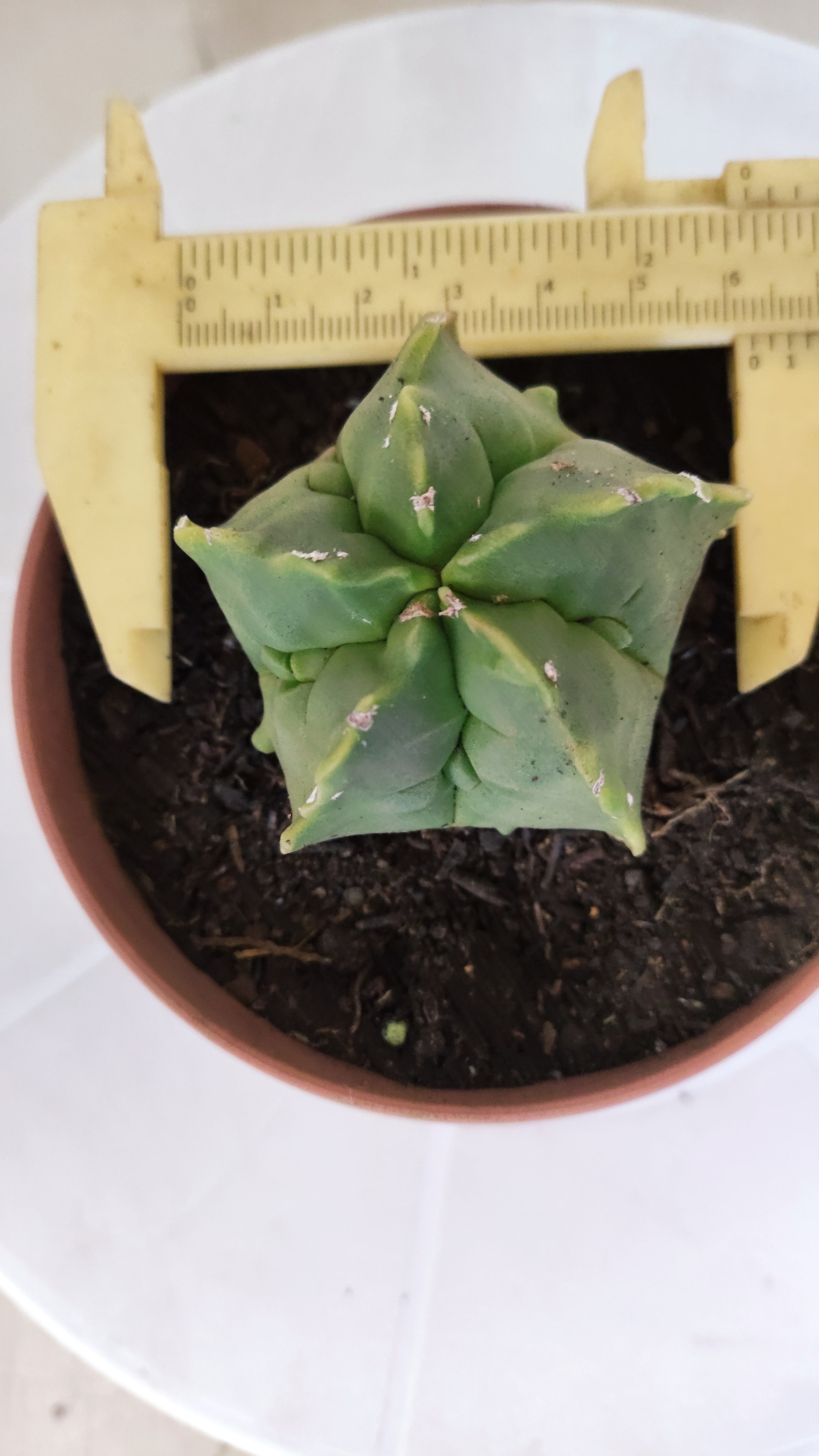 MATRIZ ASTROPHYTUM cv KIKKO  Nº 1268 – vaso 11