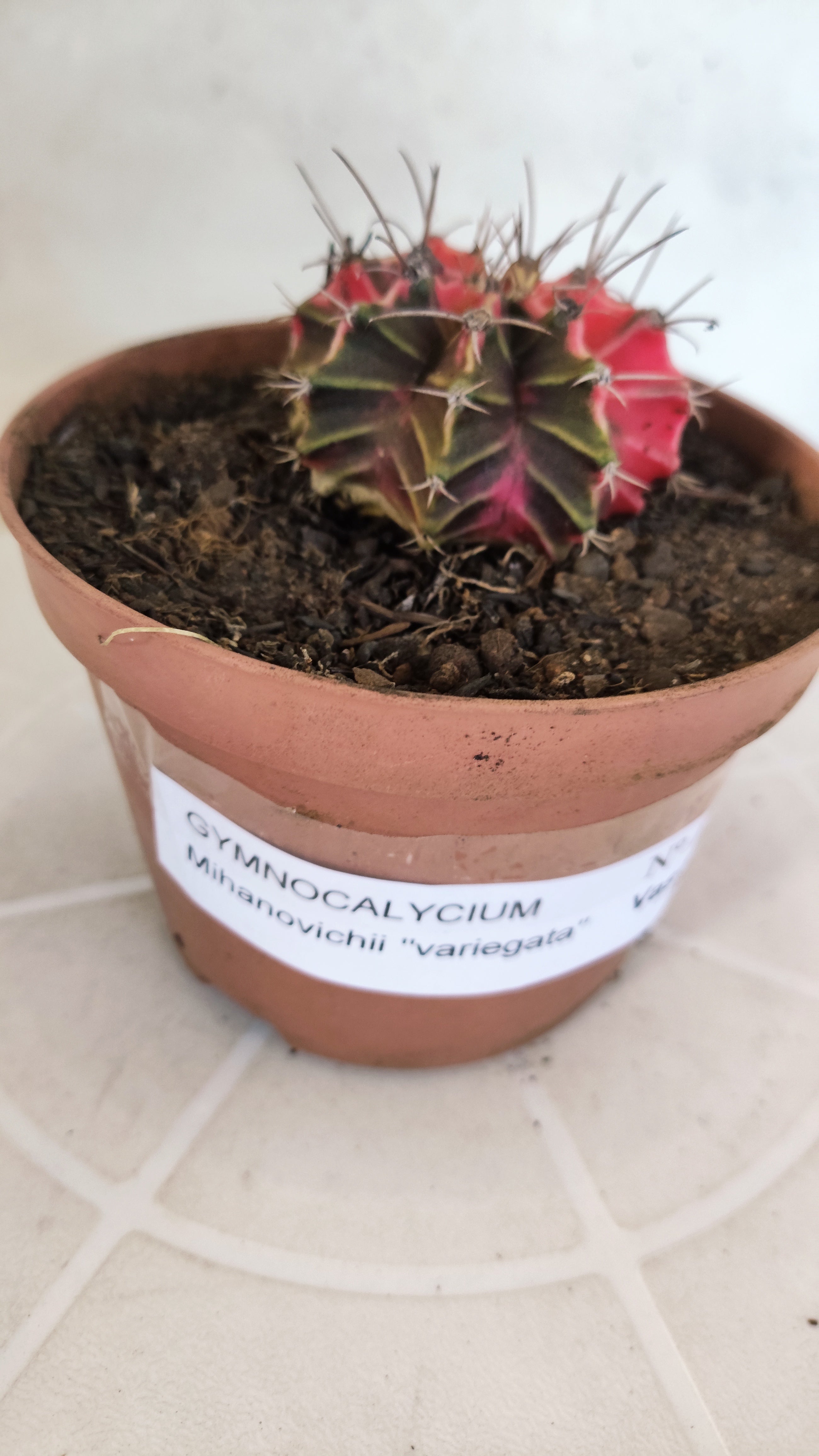 GYMNOCALYCIUM Mihanovichii "Variegata" Nº 1260 – vaso 11