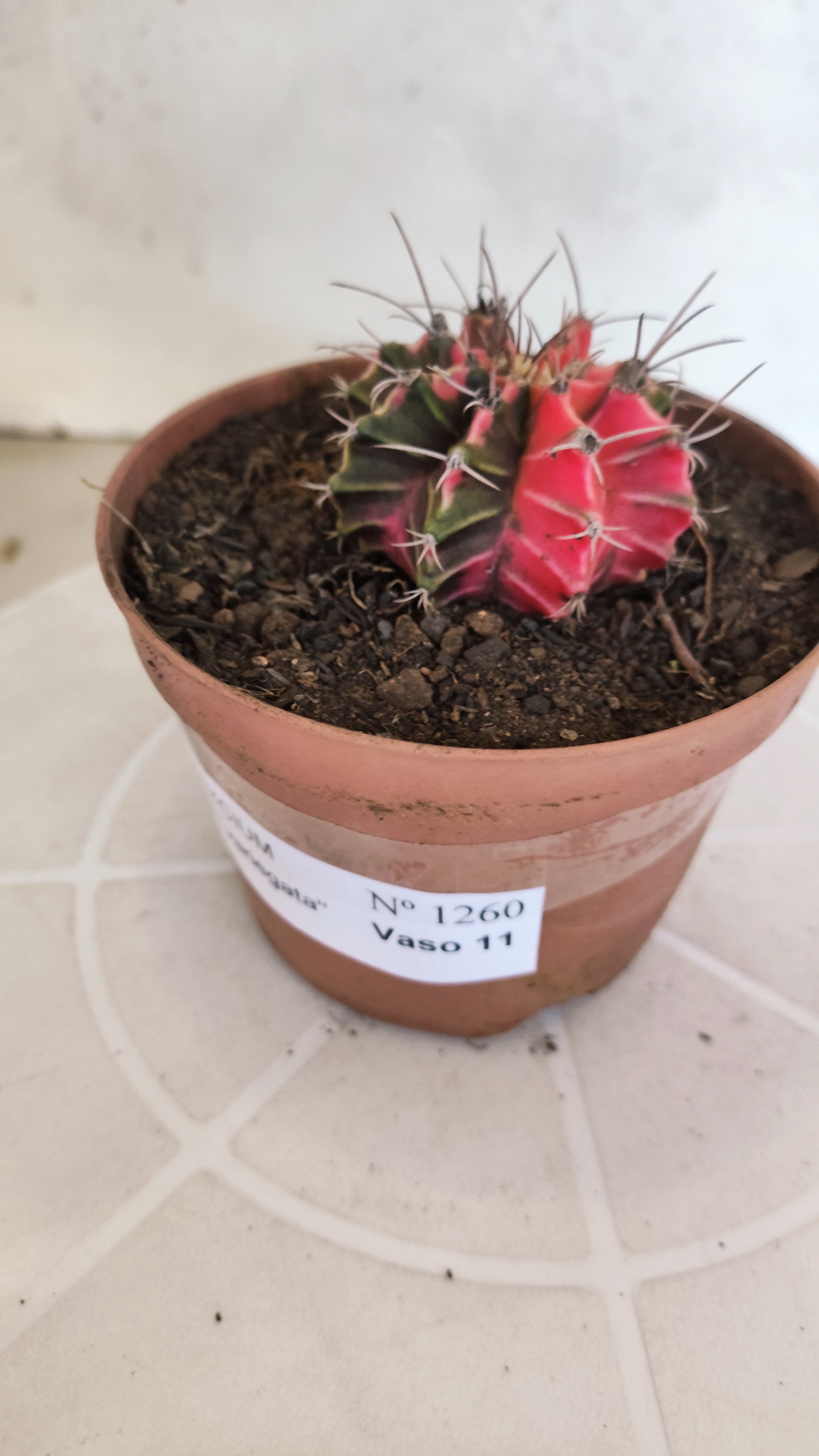GYMNOCALYCIUM Mihanovichii "Variegata" Nº 1260 – vaso 11