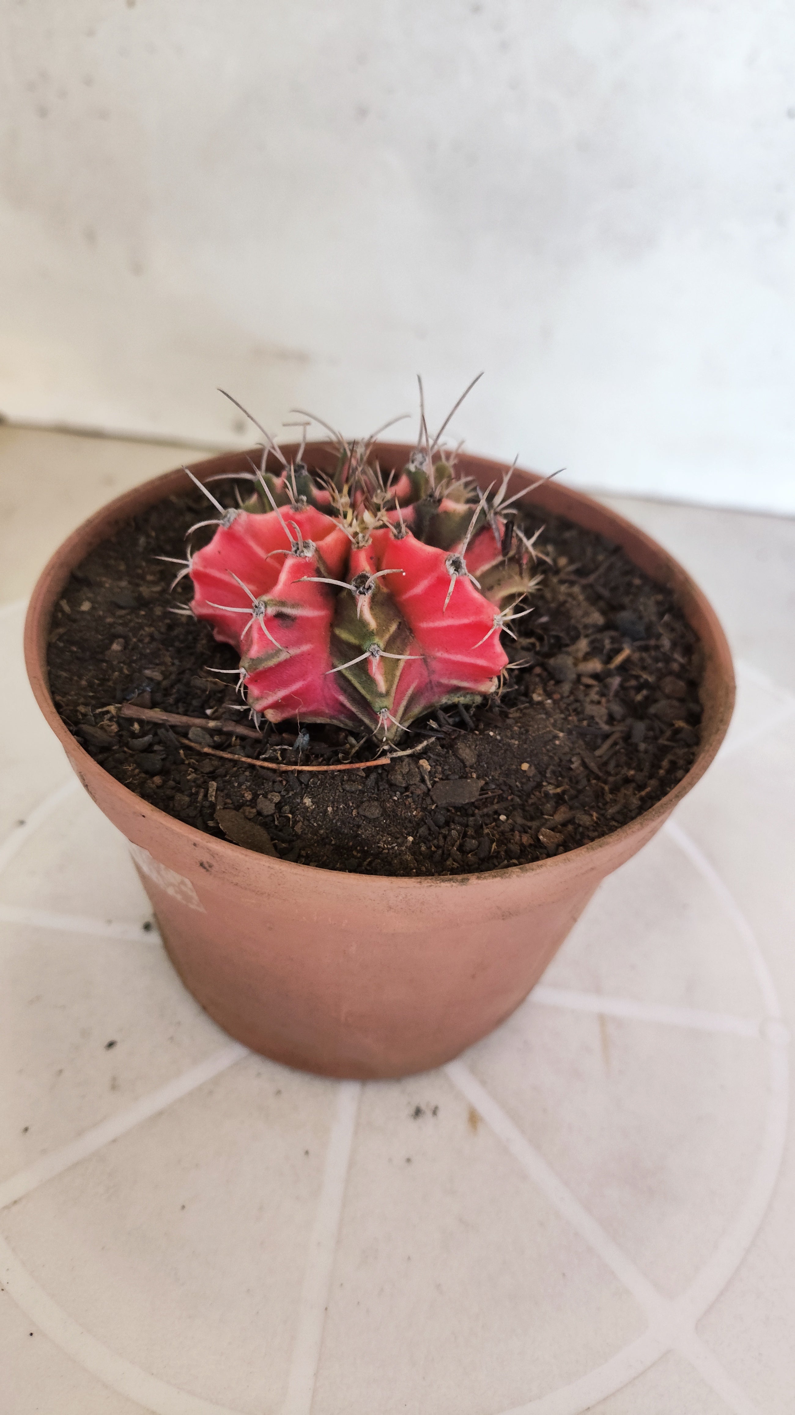 GYMNOCALYCIUM Mihanovichii "Variegata" Nº 1260 – vaso 11